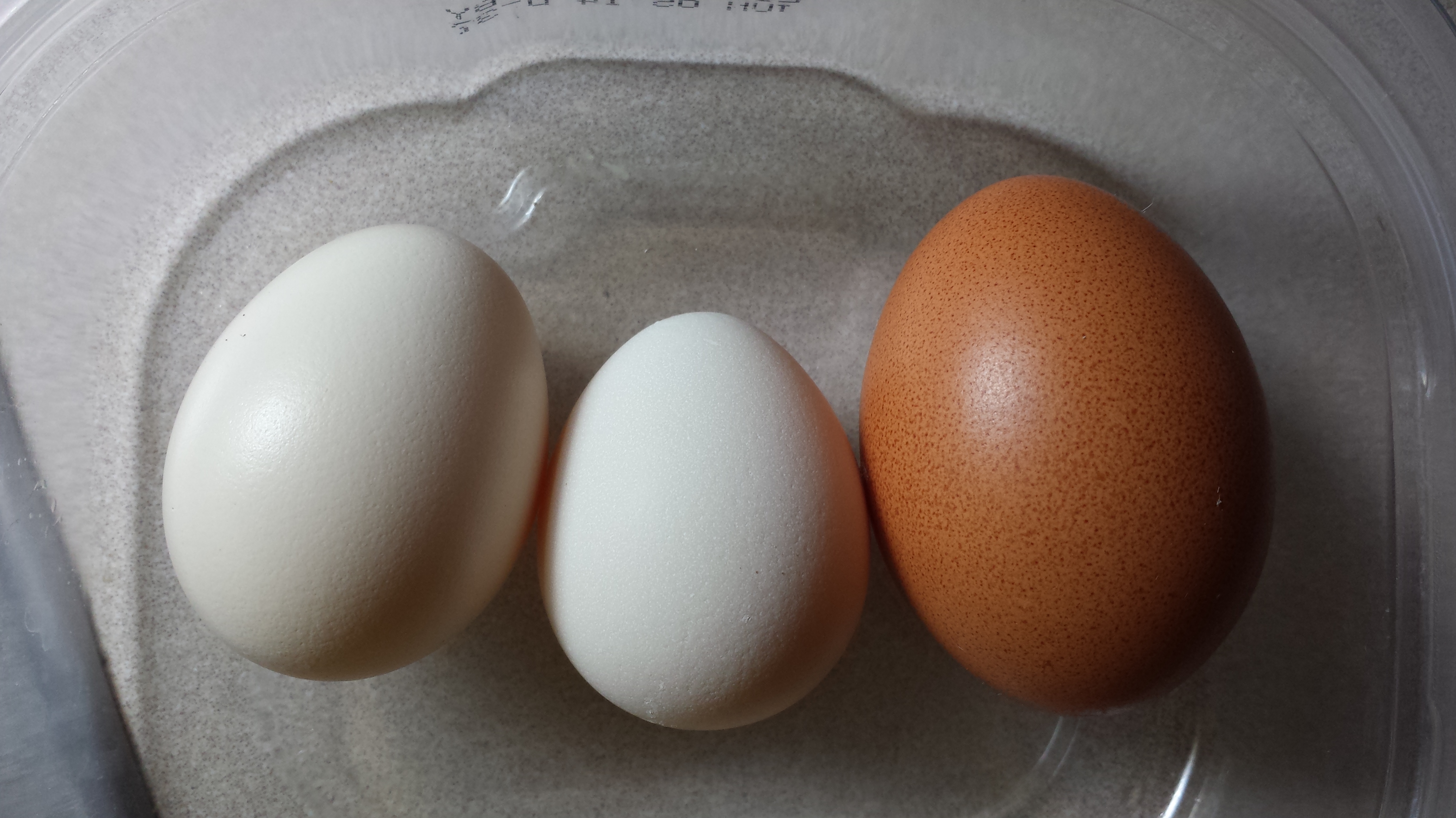 2 eggs already from the new slikes we got last night!