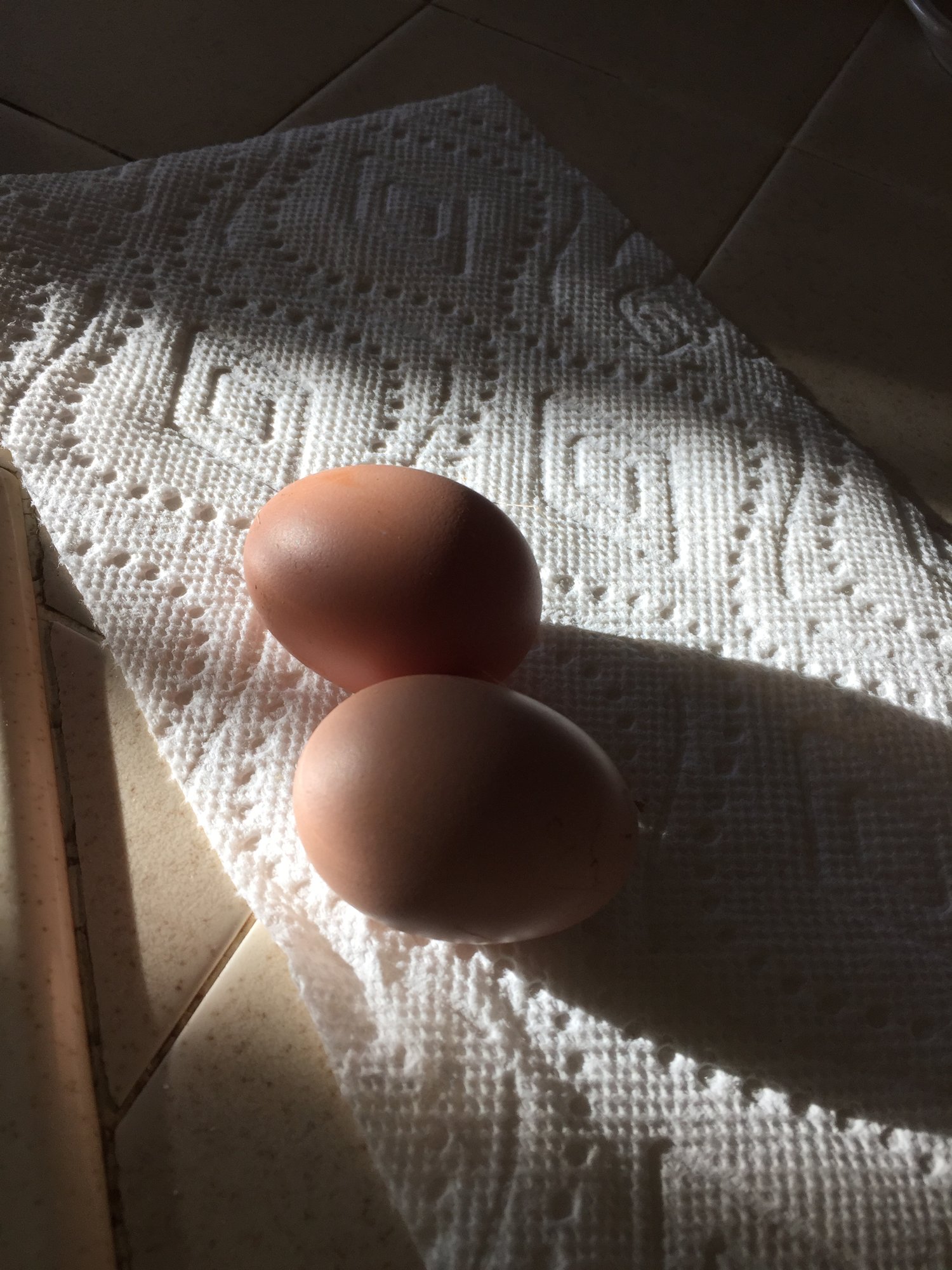 2 eggs from Polly!