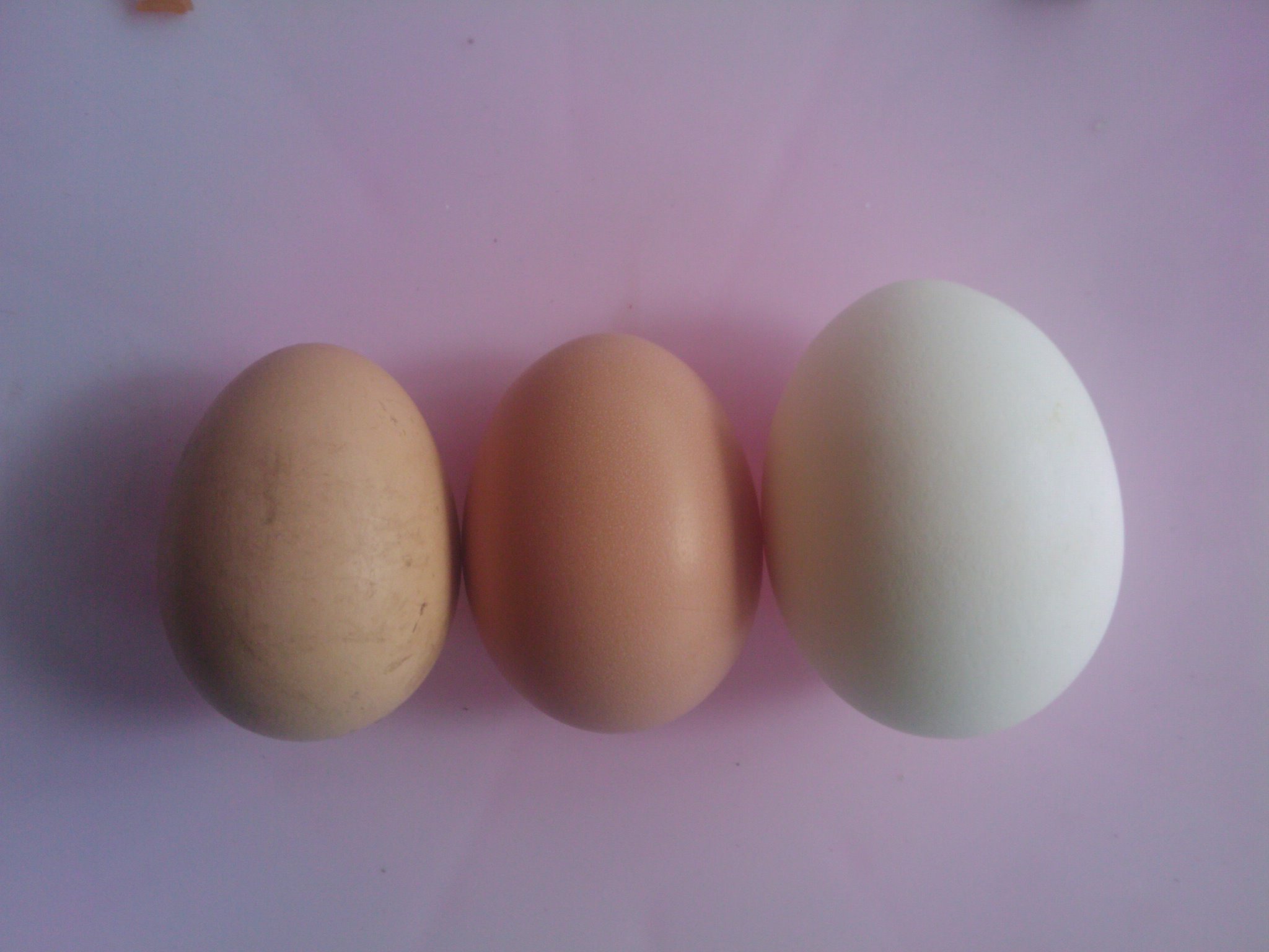 2 eggs so far. 1st one is the smallest one one in the middle is day 2 and the white one is a grade A from the store. Its awesome I watched  big red lay it today.