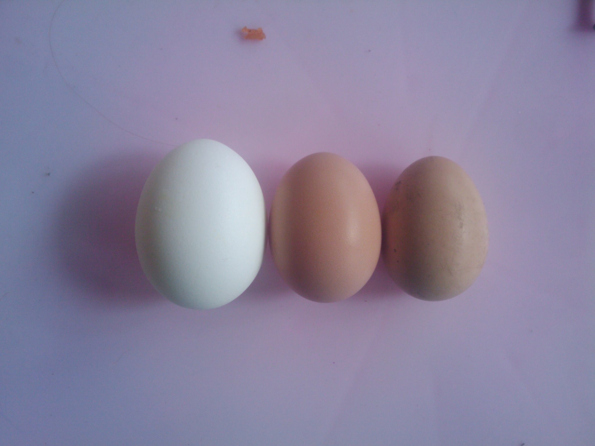 2 eggs so far next to grade A egg
