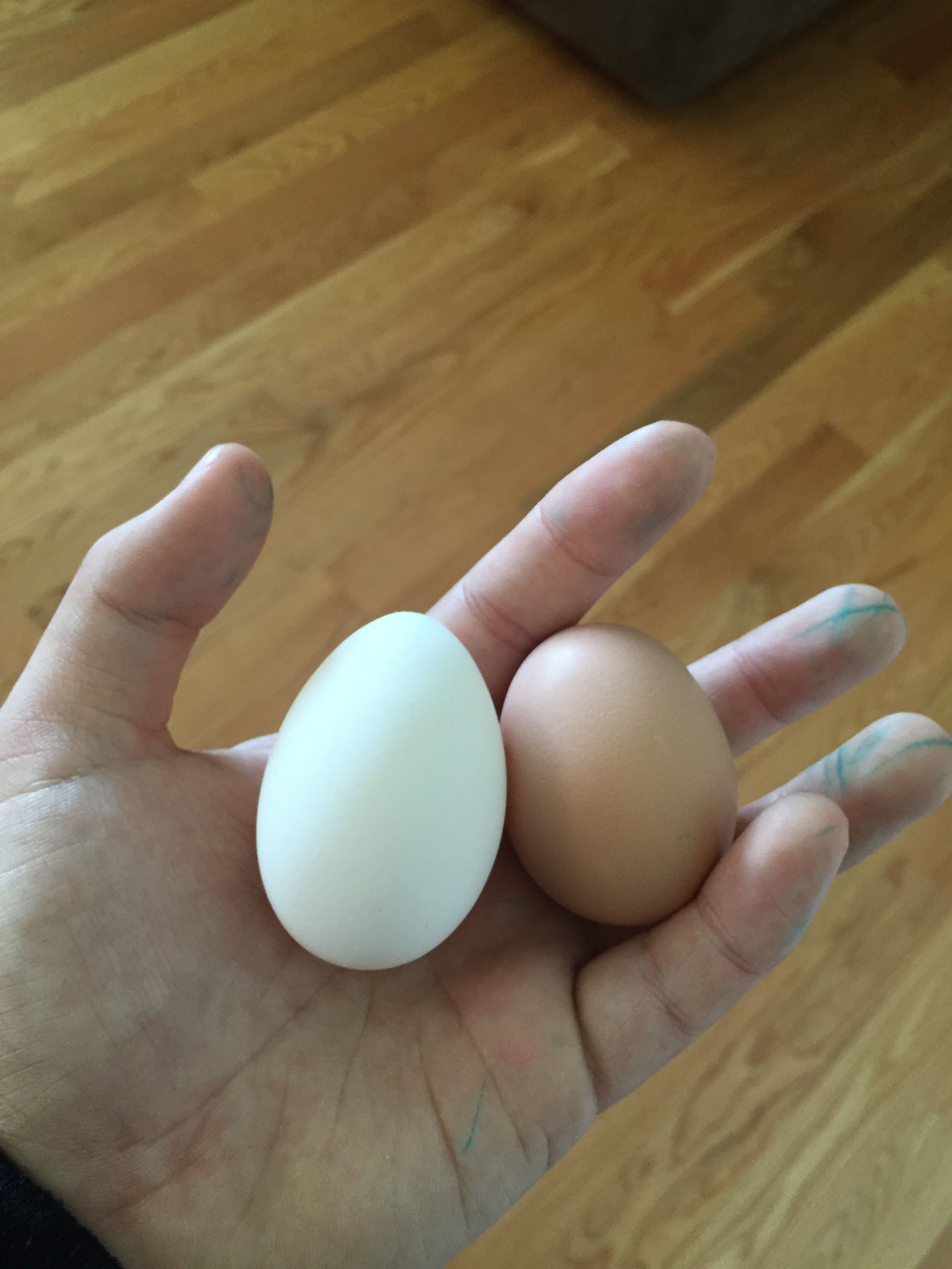 2 eggs today !