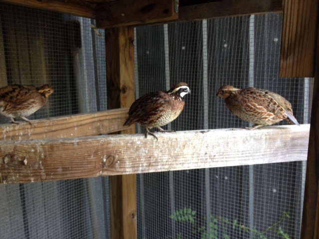 2 females and 1 male BOBWHITE Quail
