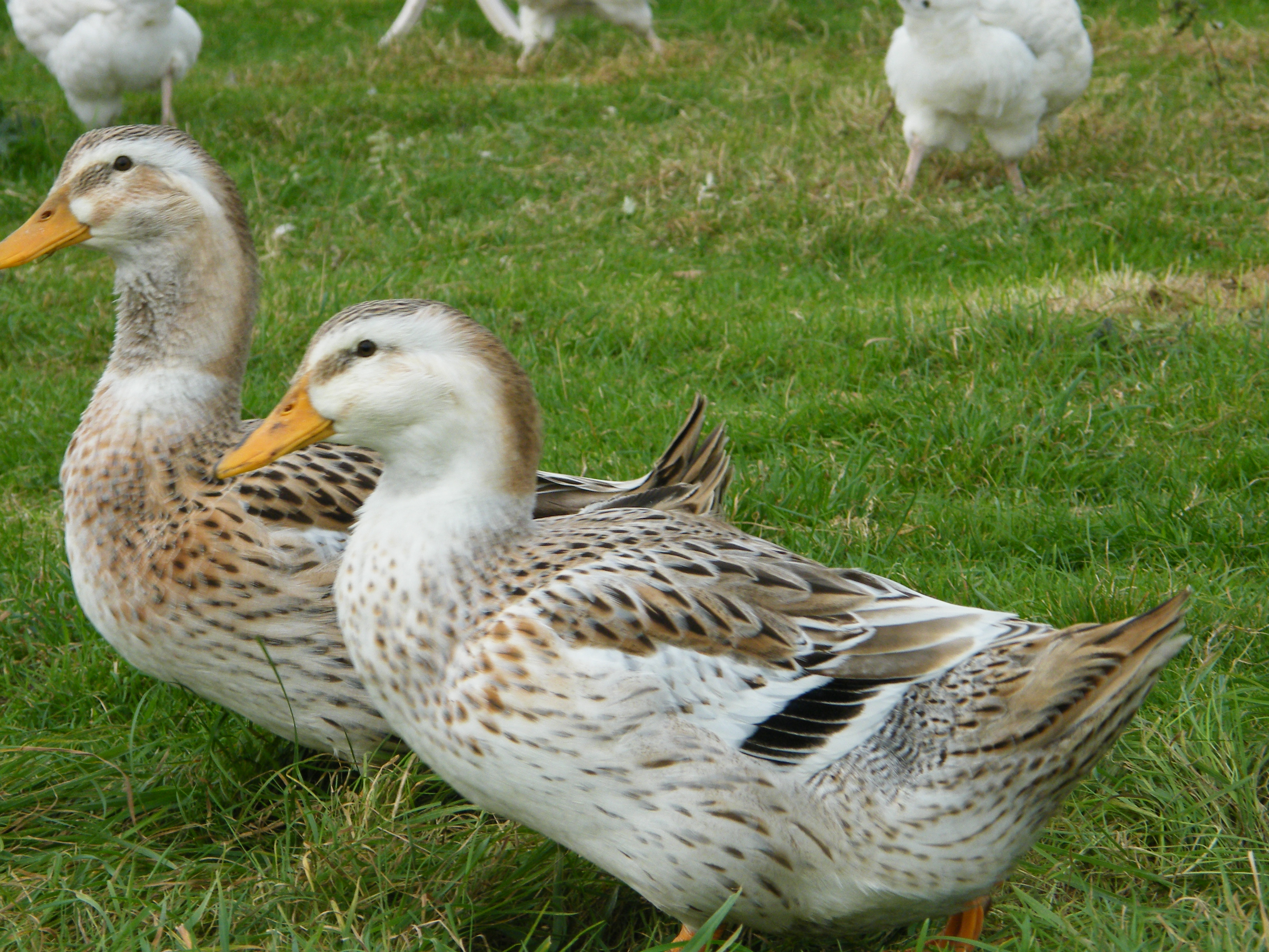 2 females which were light at hatching