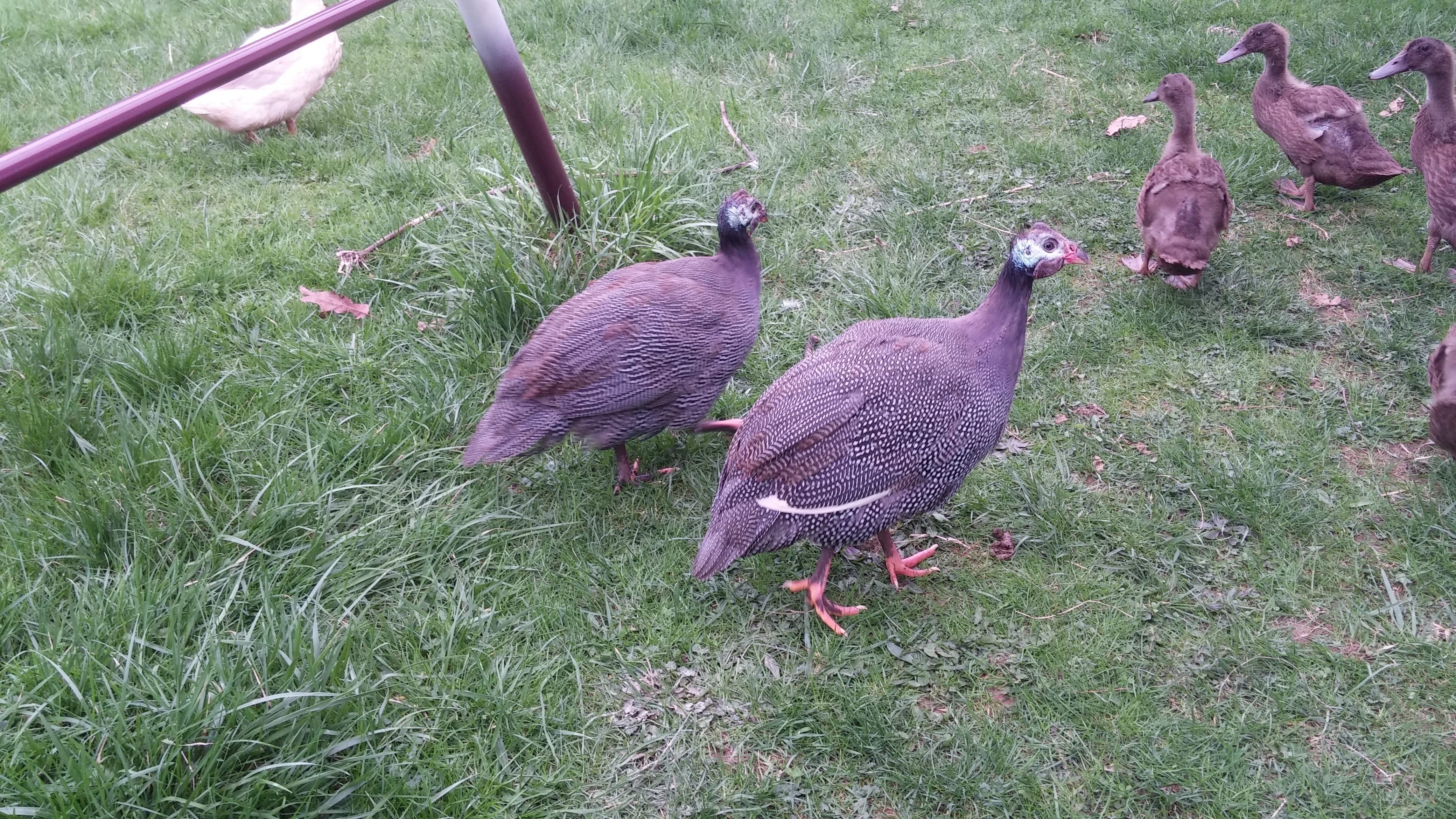 2 French Guinea Fowl that were raised with ducklings, and believe they are a couple of the ducks. I've seen them try to swim!
