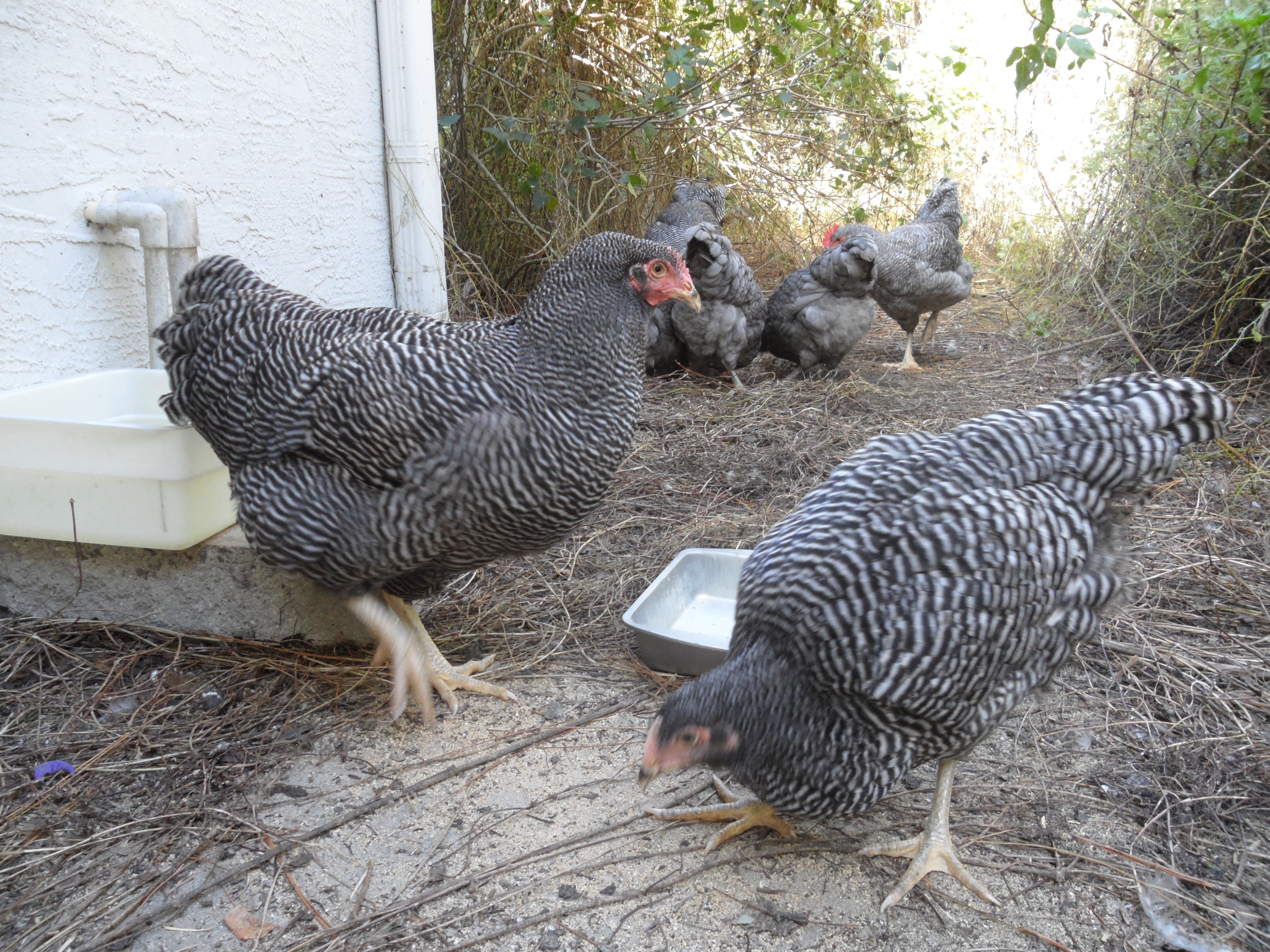 2 Good Shepard BR pullets