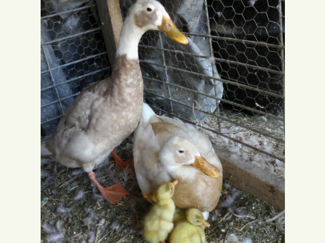 2 Hatched. Proud Parents