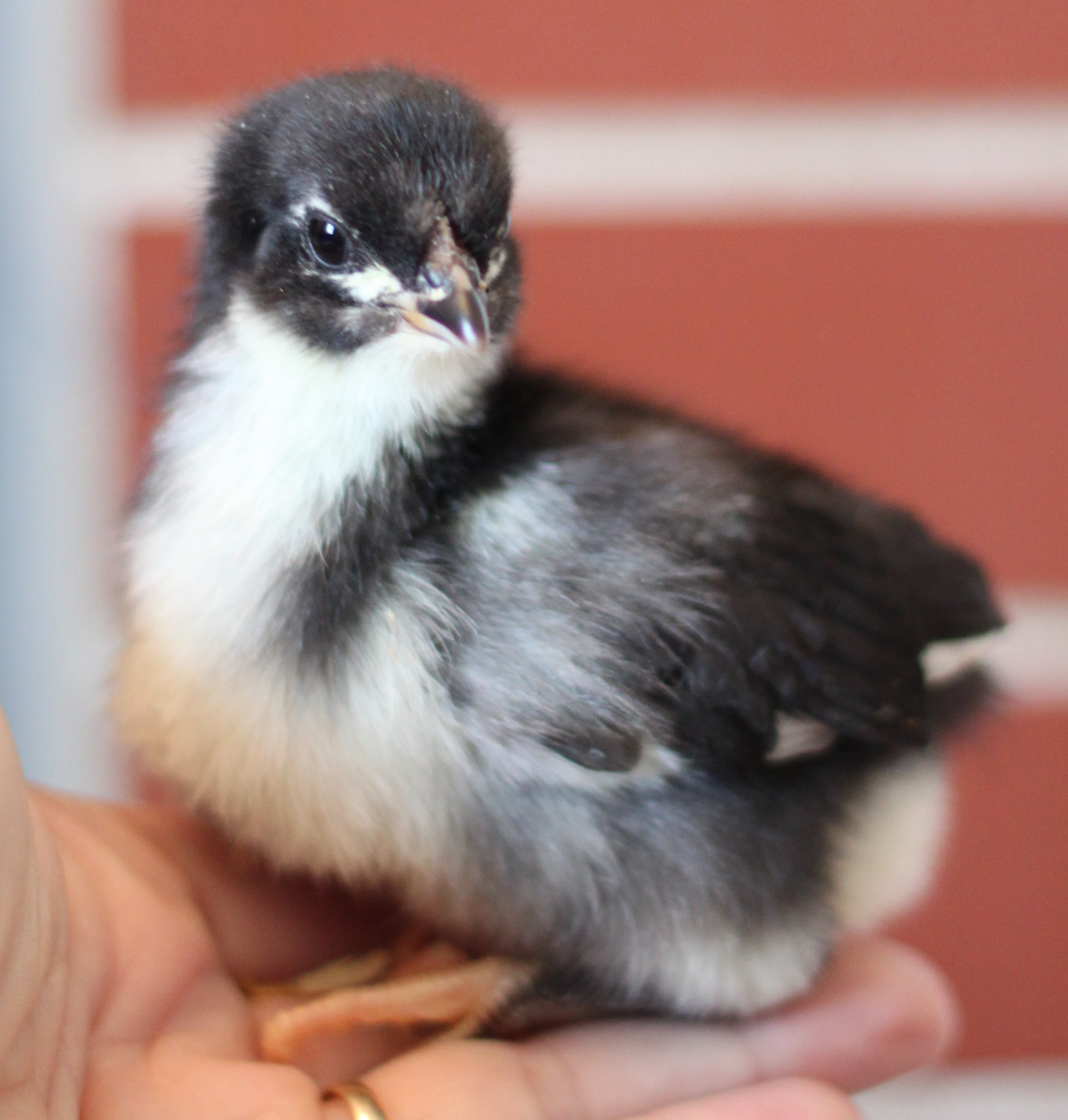 2 Hatchery bargain bin