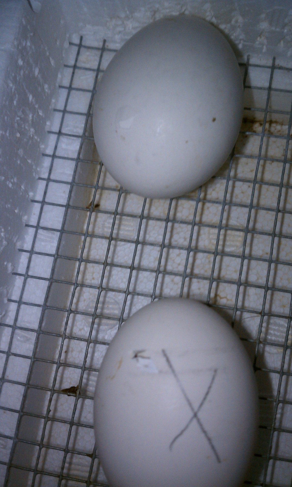 2 hatching eggs