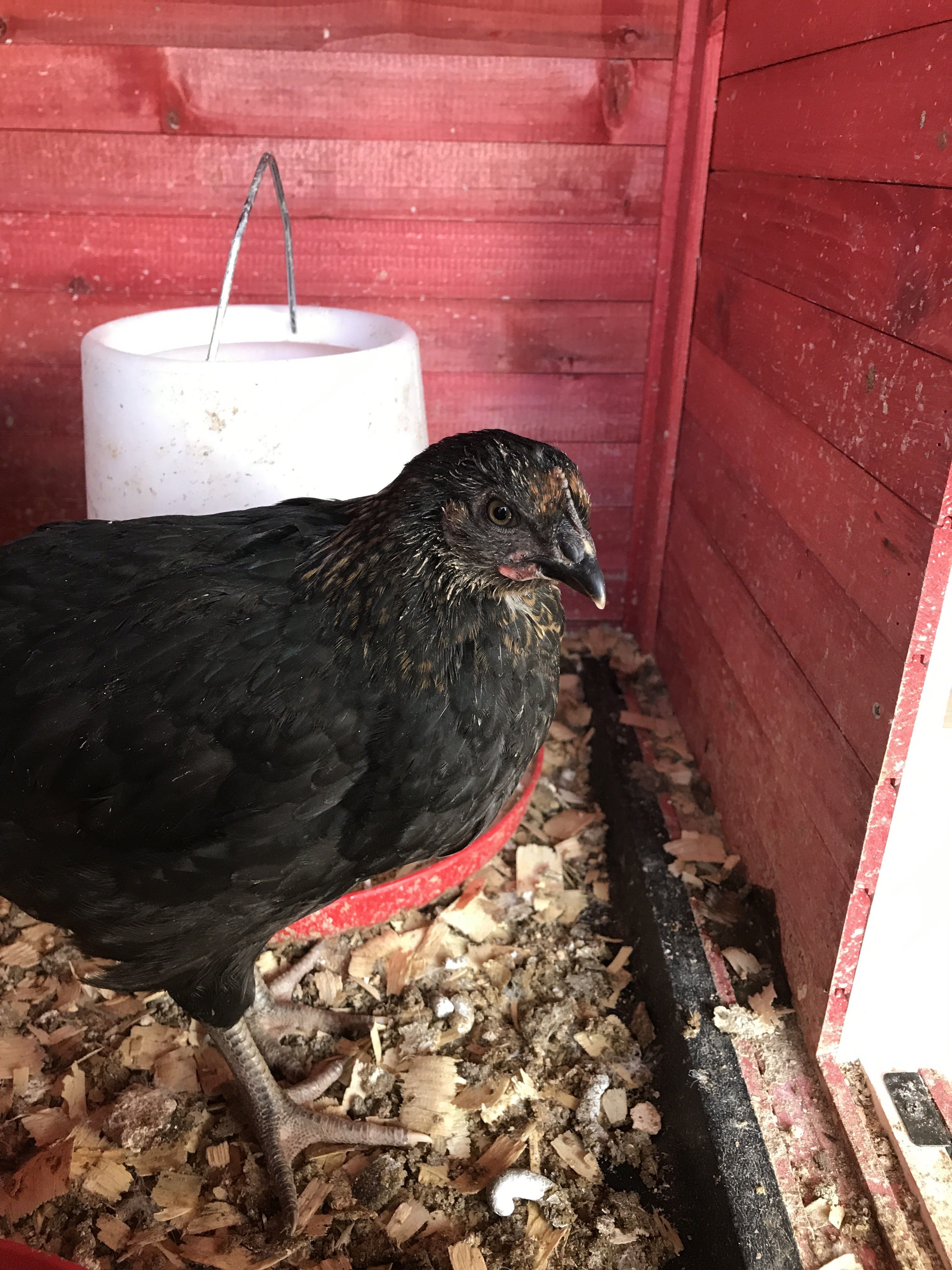 2) Hen?