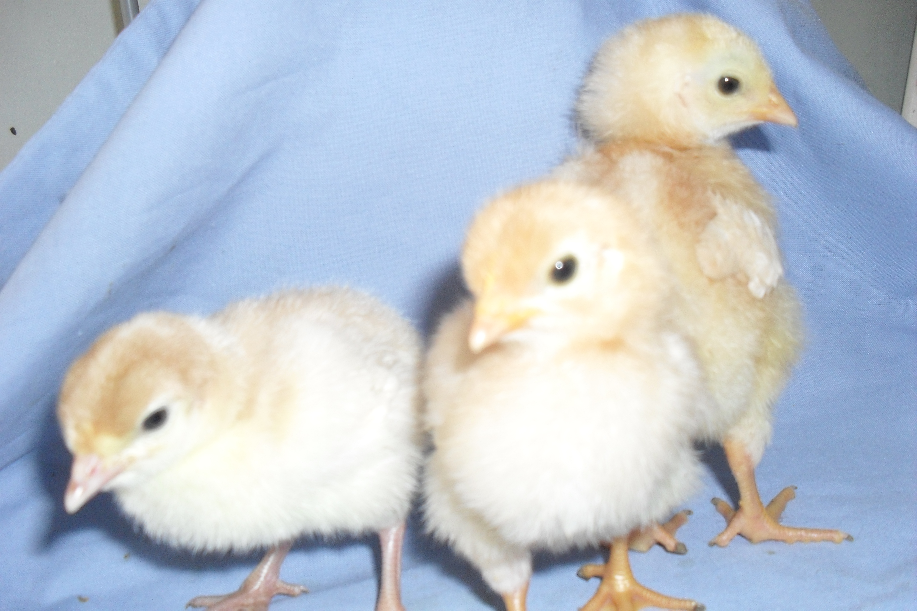 2 Isa Brown & 1 turkey chick