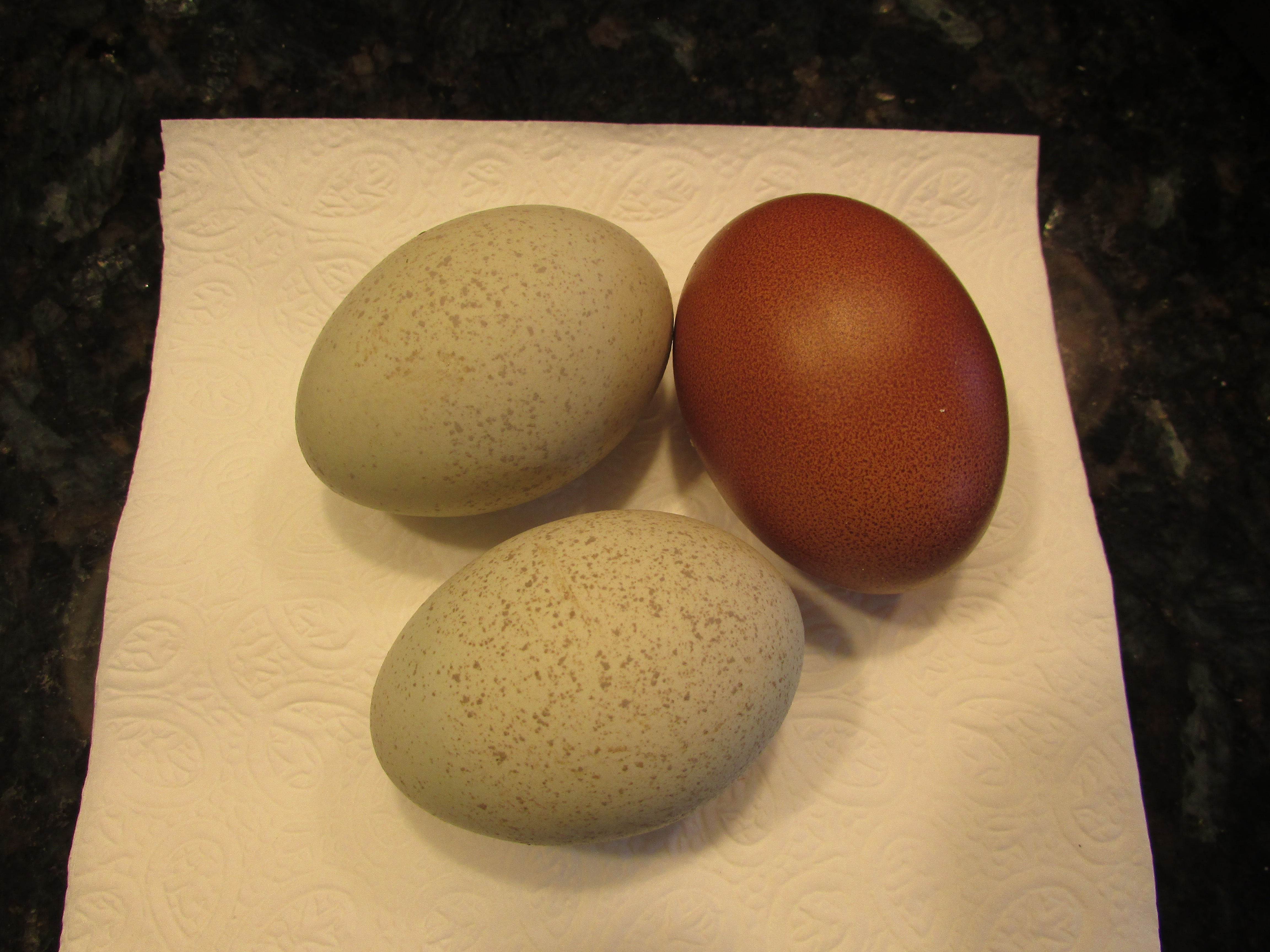 2 Isbar and 1 Black Copper Marans eggs (Love the spots!)
