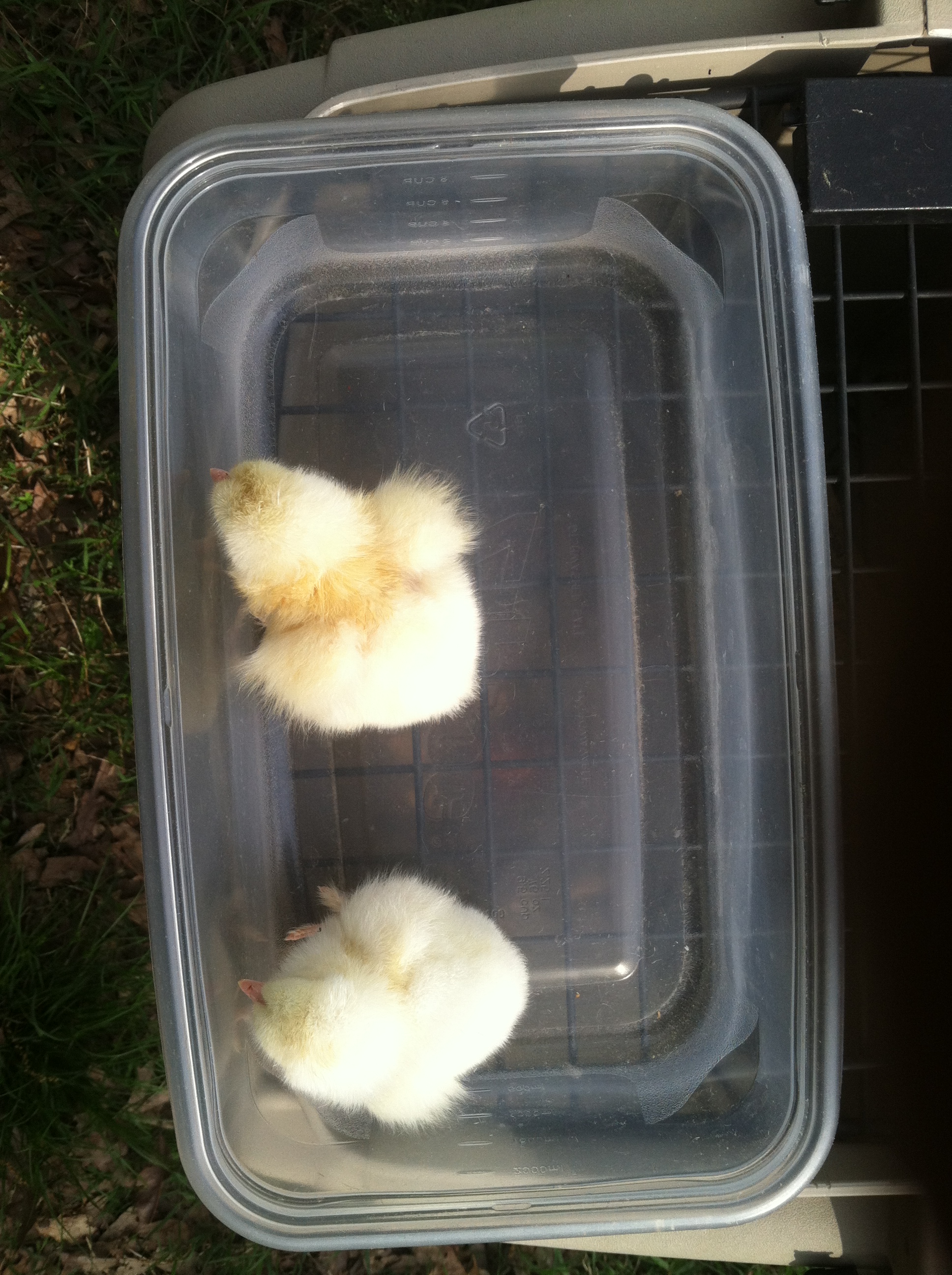 2 Light Brahma/Wyandotte Crosses Easter 2014 HAL.