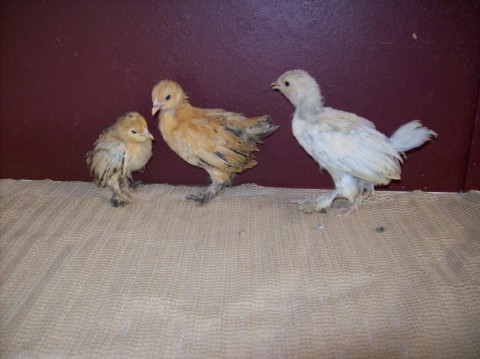 2 Mille Fluer D'Uccles & a porcelean D'Uccle.