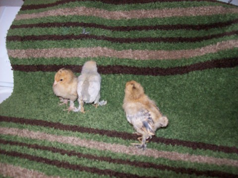 2 Mille Fluer D'Uccles & a porcelean.