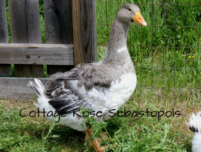 2 month old 2013 gosling