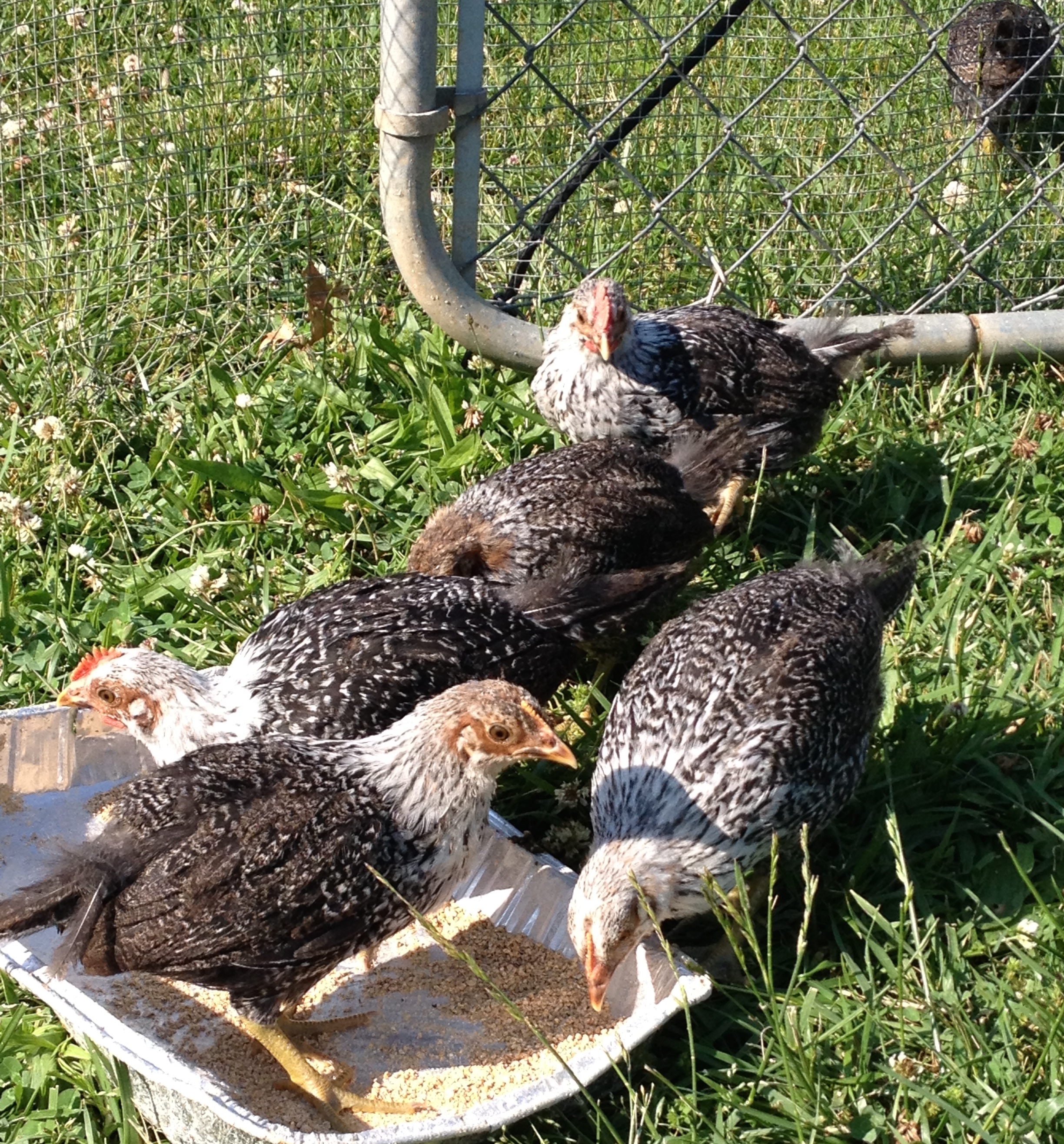 2 month old feeding frenzy