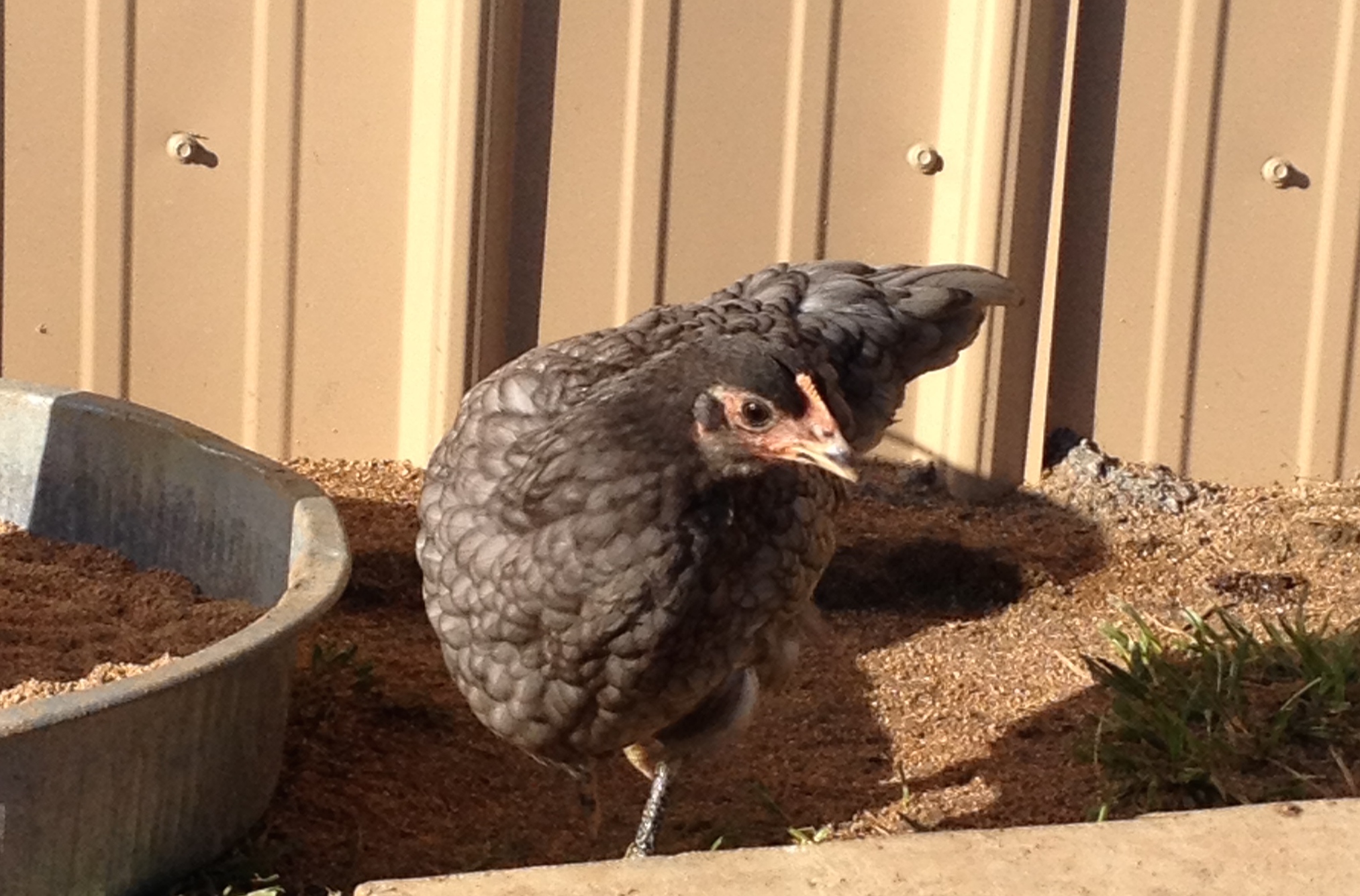 2 month old Pullet