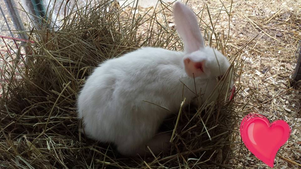 2 months
albino lop ear and albino new zealand cross
$25 or 2 for $40