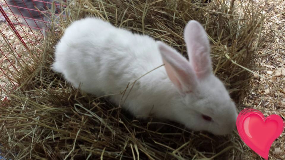 2 months
albino lop ear and albino new zealand cross
$25 or 2 for $40