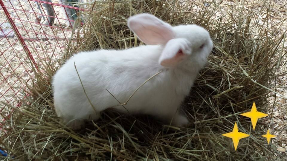 2 months
albino lop ear and albino new zealand cross
$25 or 2 for $40