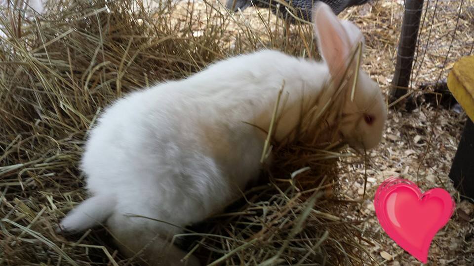2 months
albino lop ear and albino new zealand cross
$25 or 2 for $40