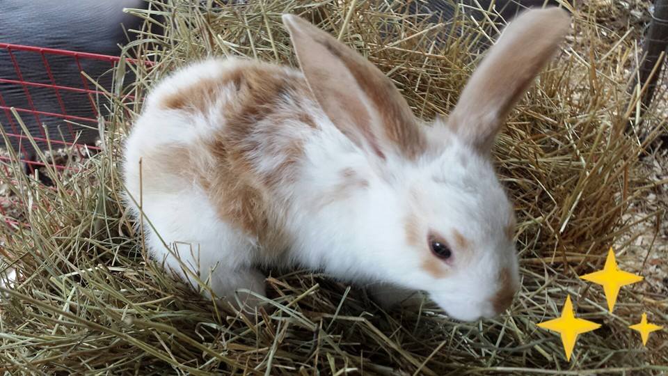 2 months
albino lop ear and flemish/checkered giant cross
$20 or 2 for $30