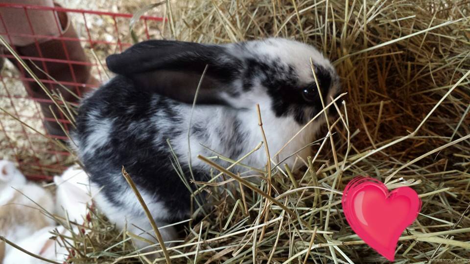 2 months
albino lop ear and flemish/checkered giant cross
$20 or 2 for $30