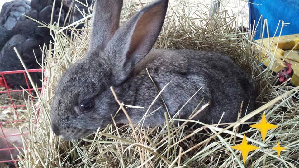 2 months
albino lop ear and flemish/checkered giant cross
$20 or 2 for $30