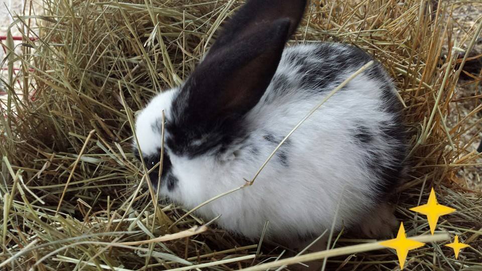 2 months
albino lop ear and flemish/checkered giant cross
$20 or 2 for $30