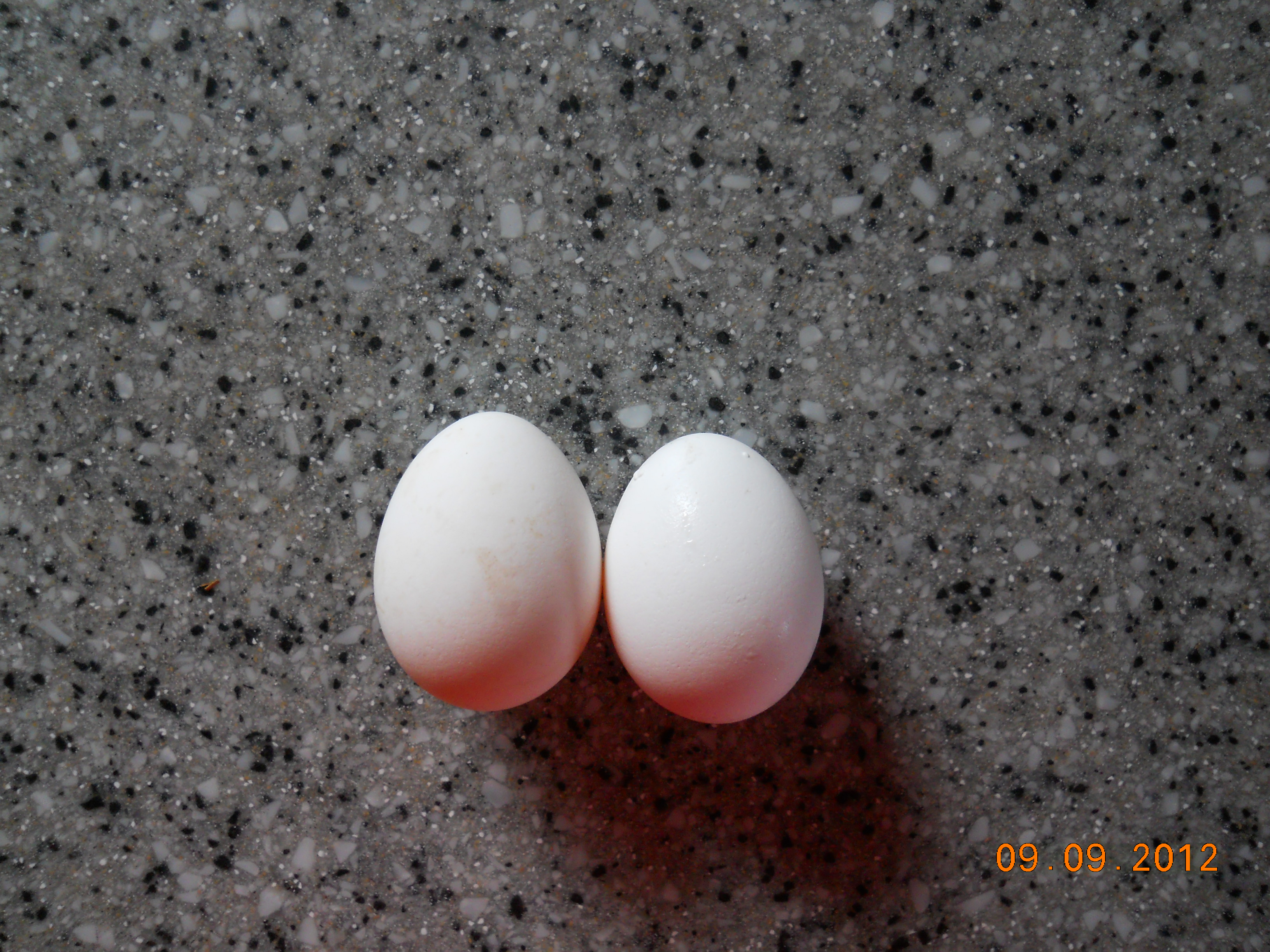 2 more eggs :-)