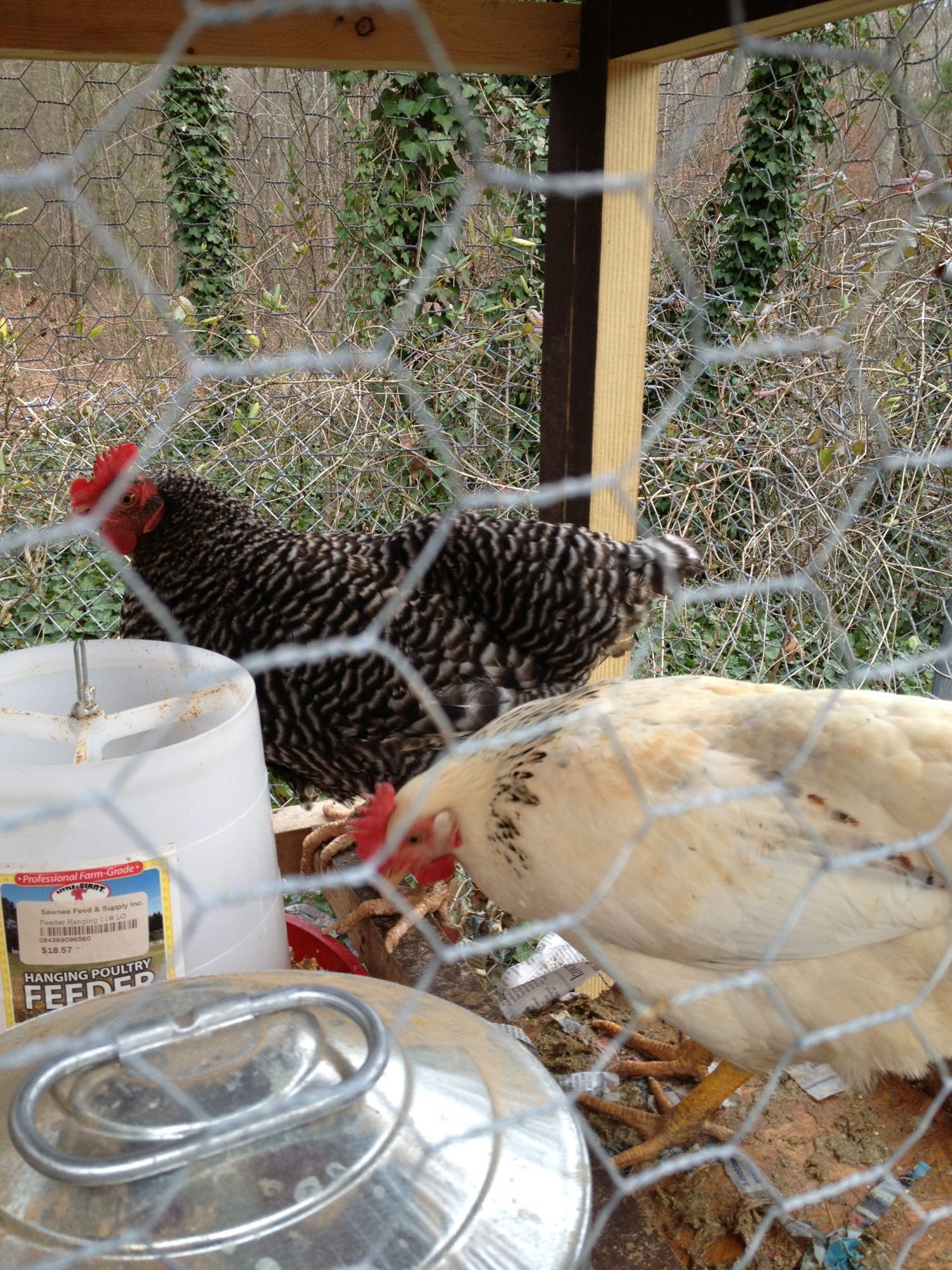 2 more of our new birds.  I think the black and white is a Plymouth Rock???