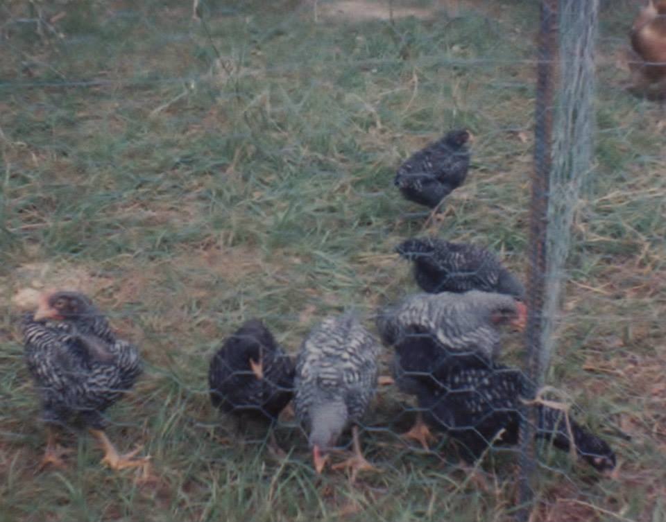 2 mth old Irving (Light colored facing fence) with his hens (Barred Rock)