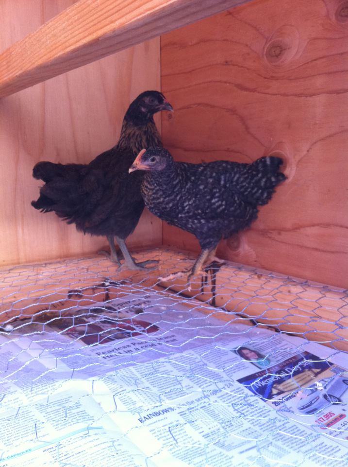 2 new additions. 1 easter egger and 1 barred rock.