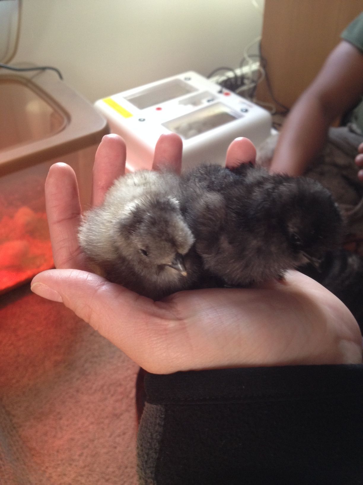2 new baby silkies!