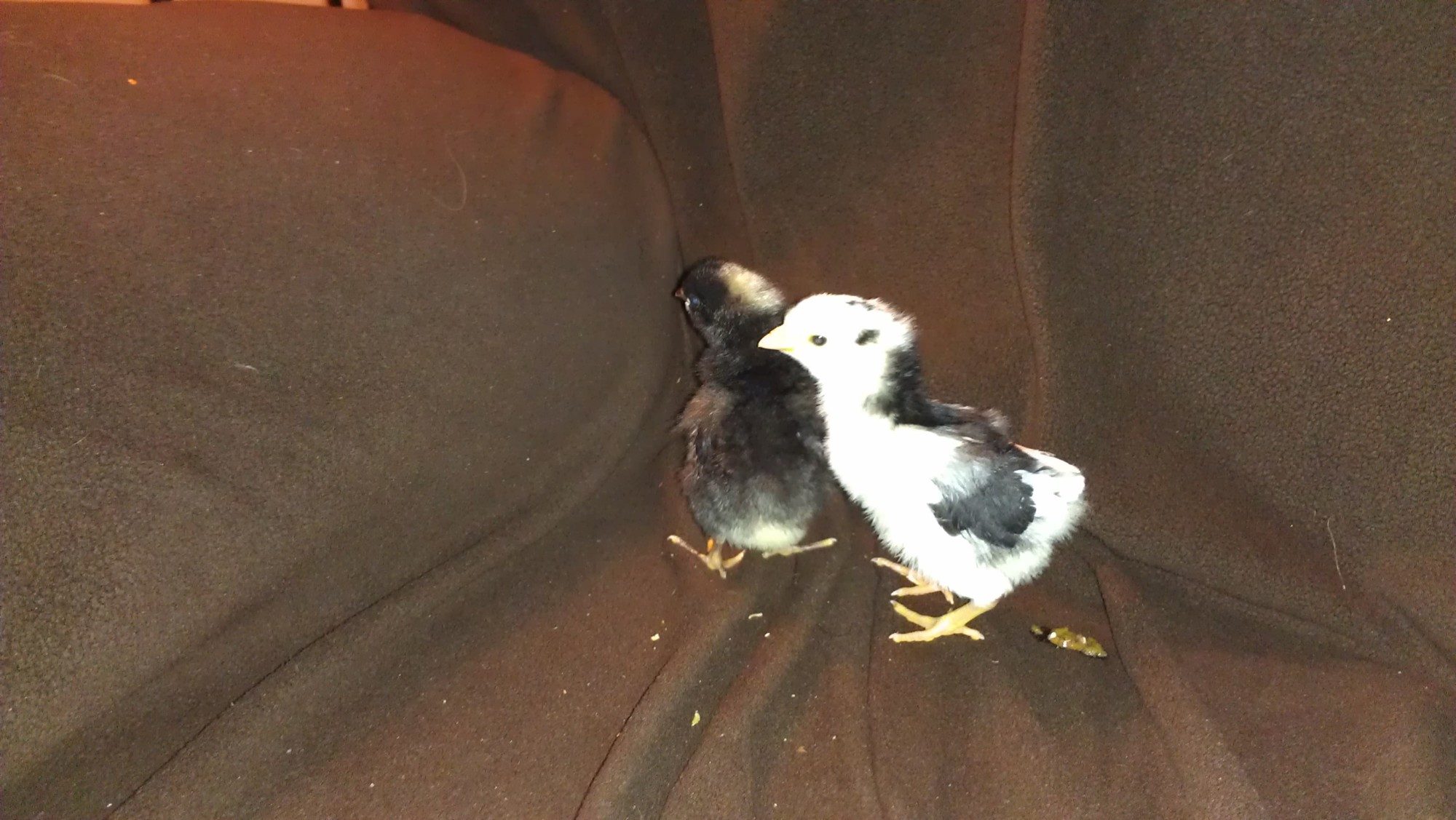 2 new baby's anyone know what breed they might be?