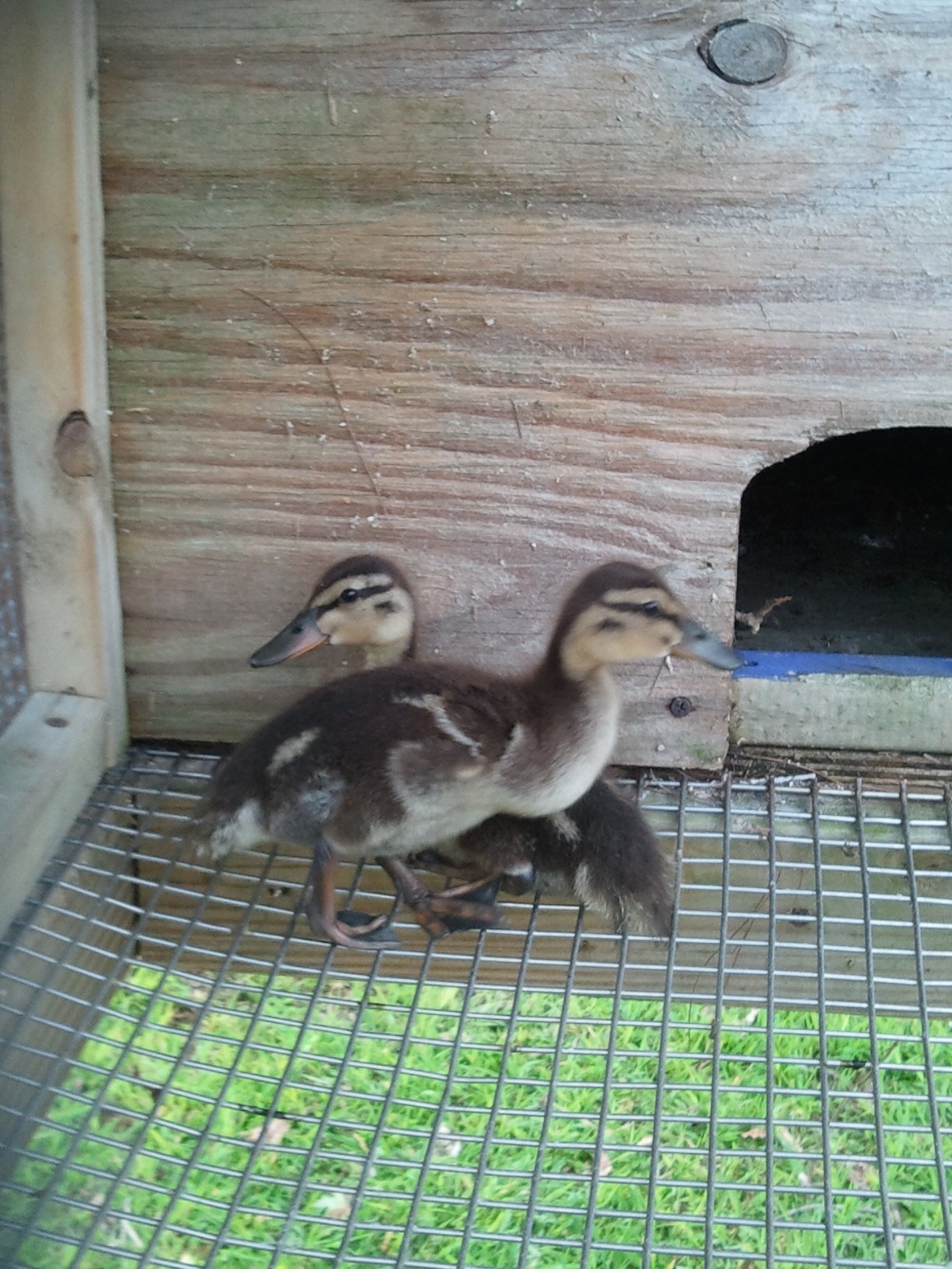2 new mallards born in august 2013 .  Omg they are so cute !!
