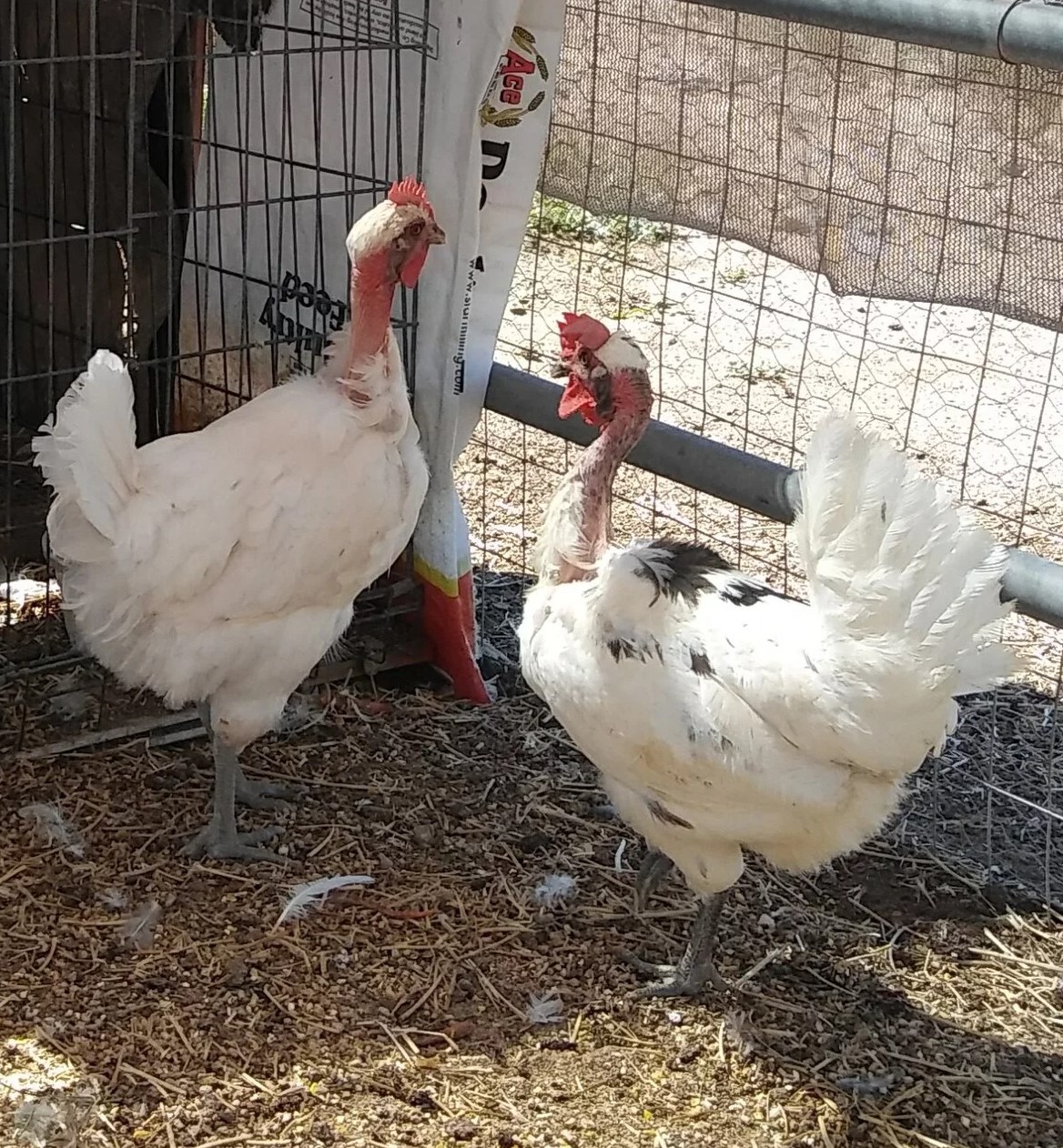 2 NN Hens