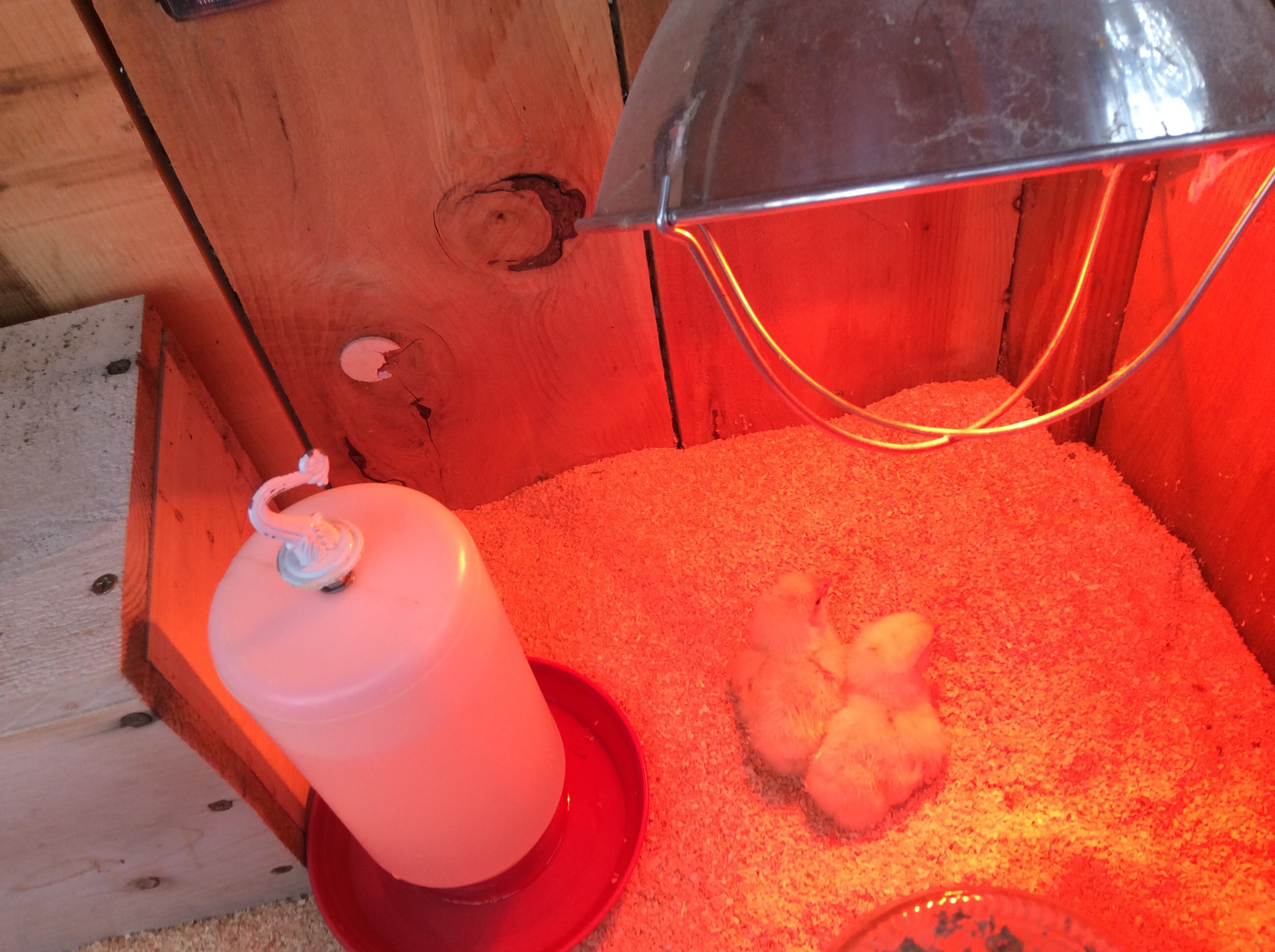 2 now in brooder, and awaiting 3 more to hatch!