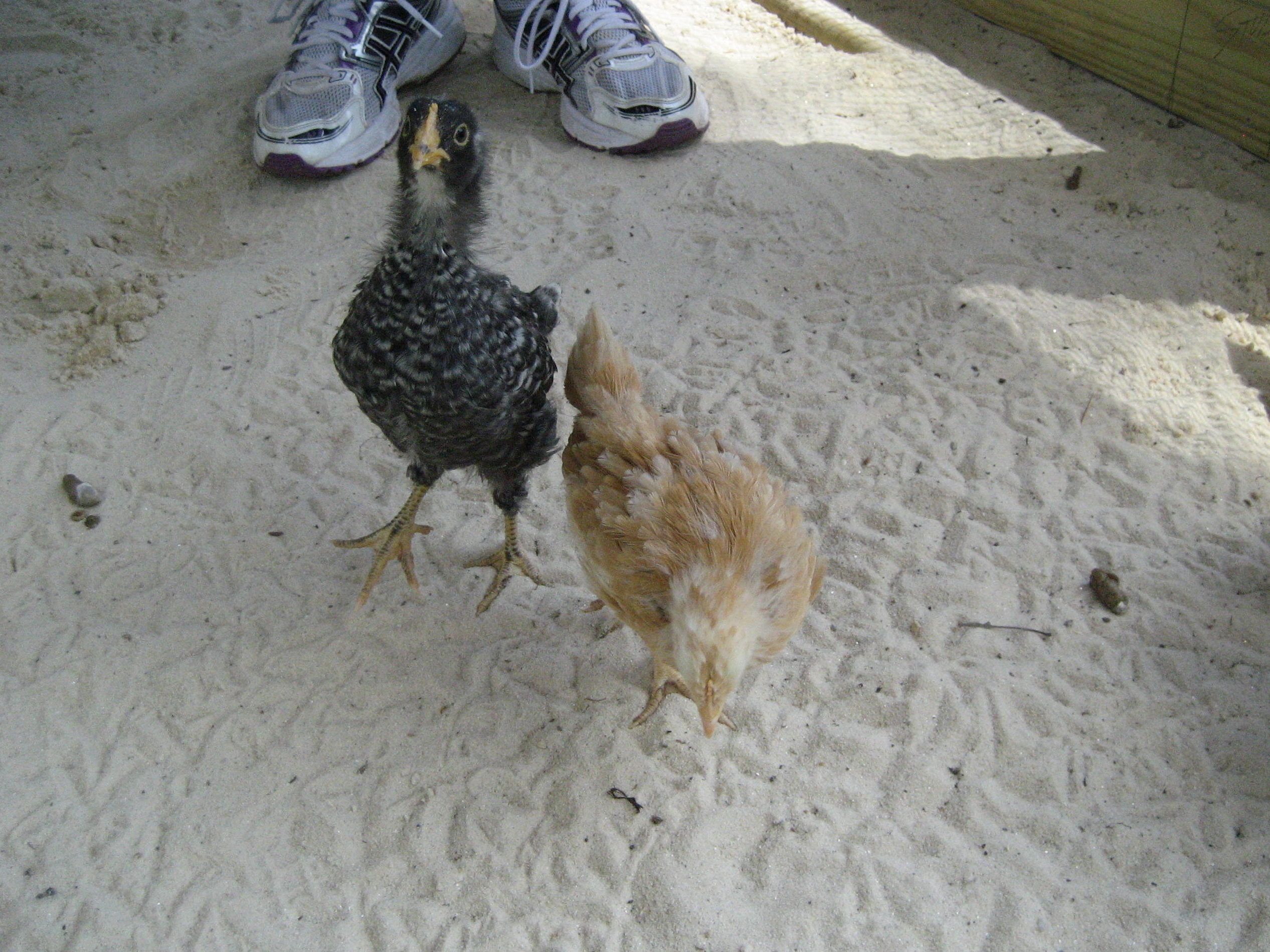 2 of 6 chicks