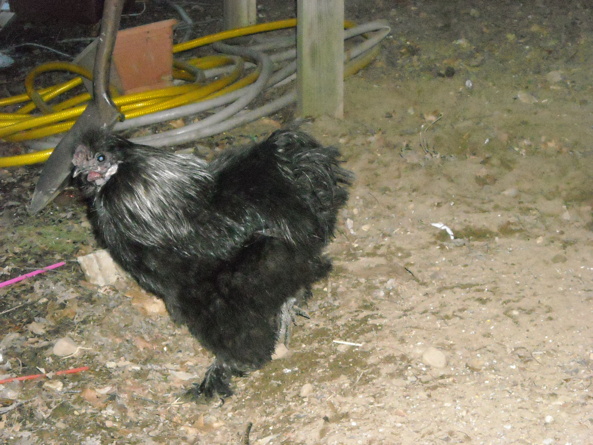 2 of 9 (aka "vinney")-Black Silkie cockeral
Purchased at auction 2/9/13 
Nobody else bid on him, so I got him for 50 cents! Now, he's the comic relief of the flock.  Takes no guff from anyone, not even Cornelius! Fun to have around and so cuddly!