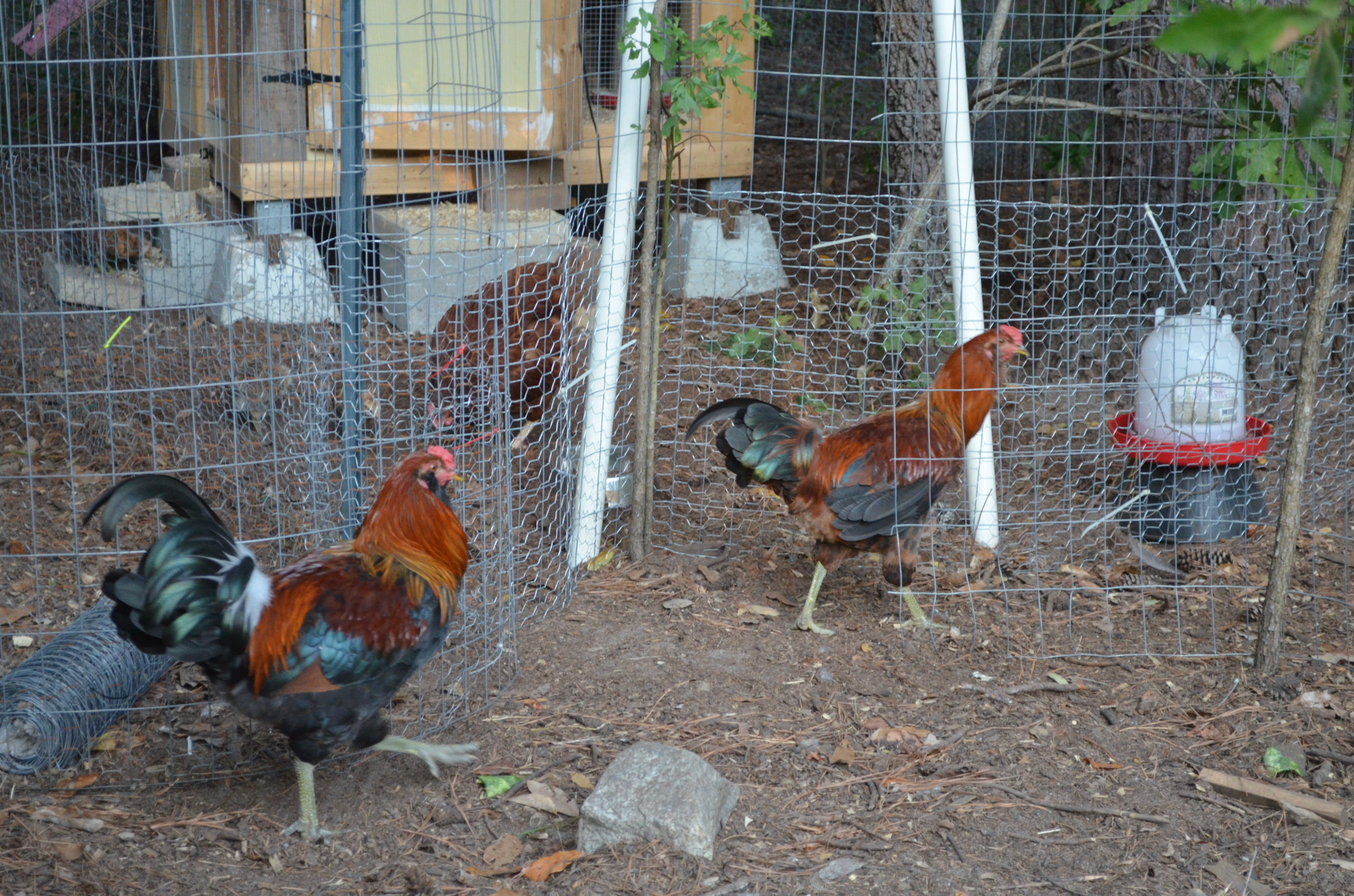 2 of Josephs sons, they are starting to mature and need to go. They are the same age but the one on the left, Foxy, is much larger and developed. He stands a few inches taller than Joseph,his dad.