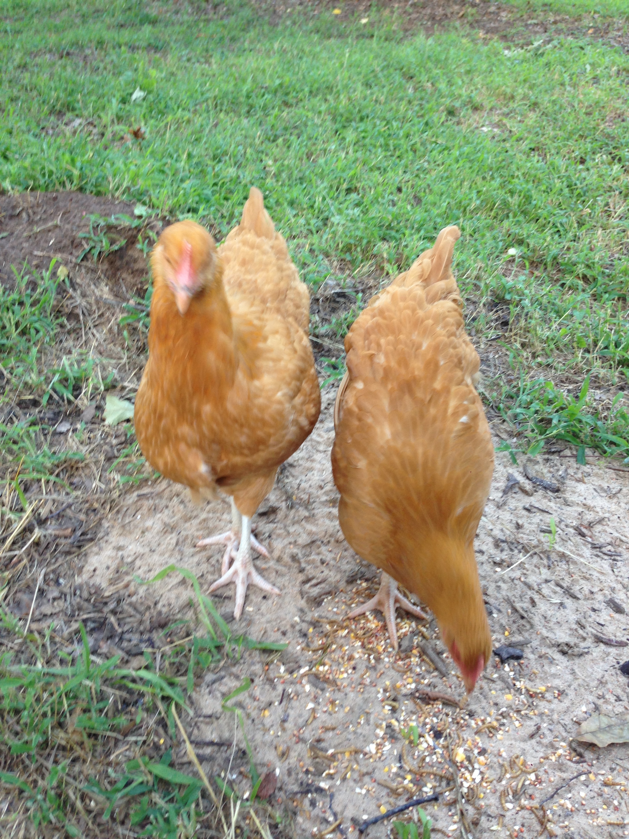 2 of my 3 buff orpingtons