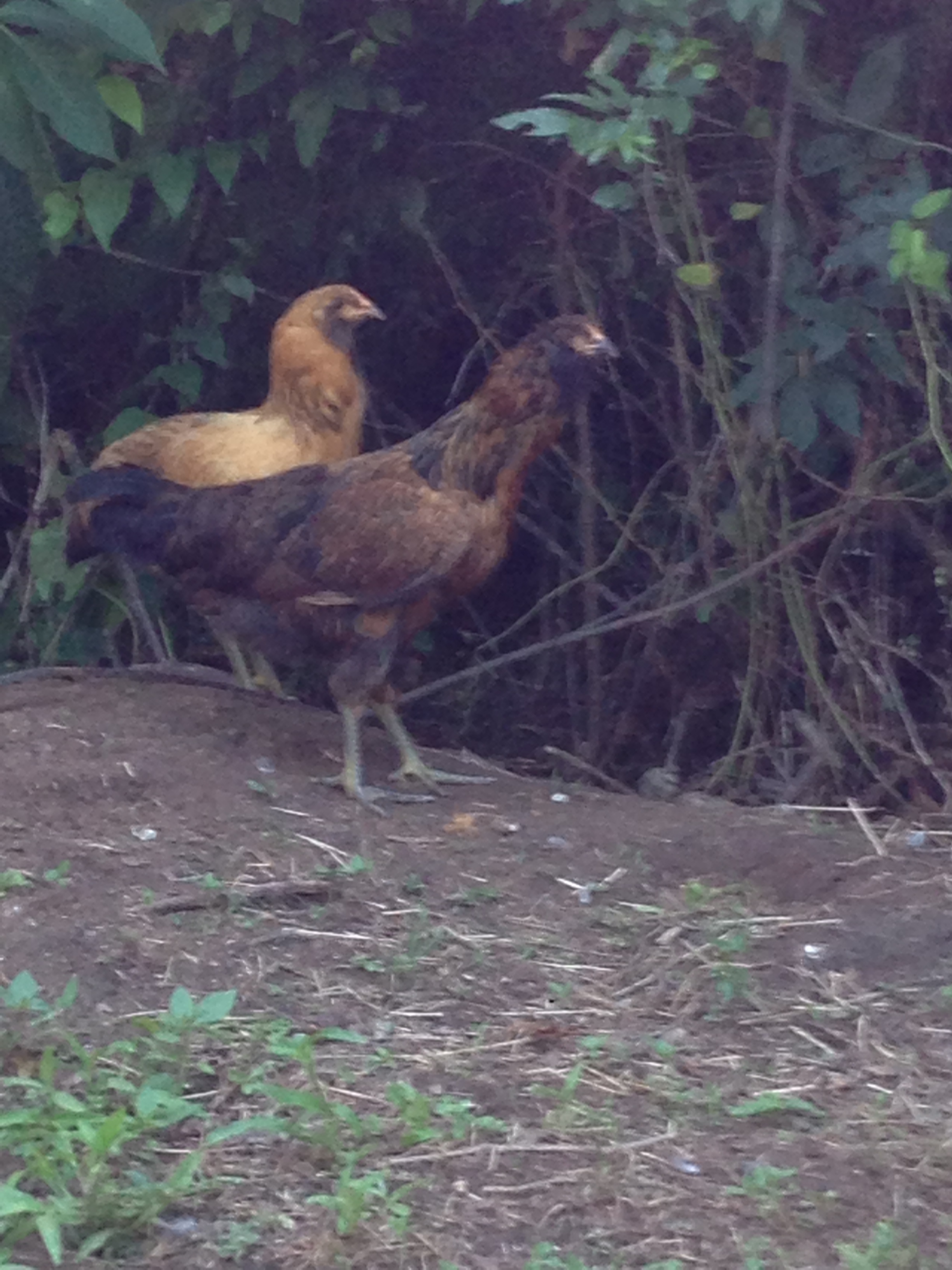 2 of my 3 easter eggers