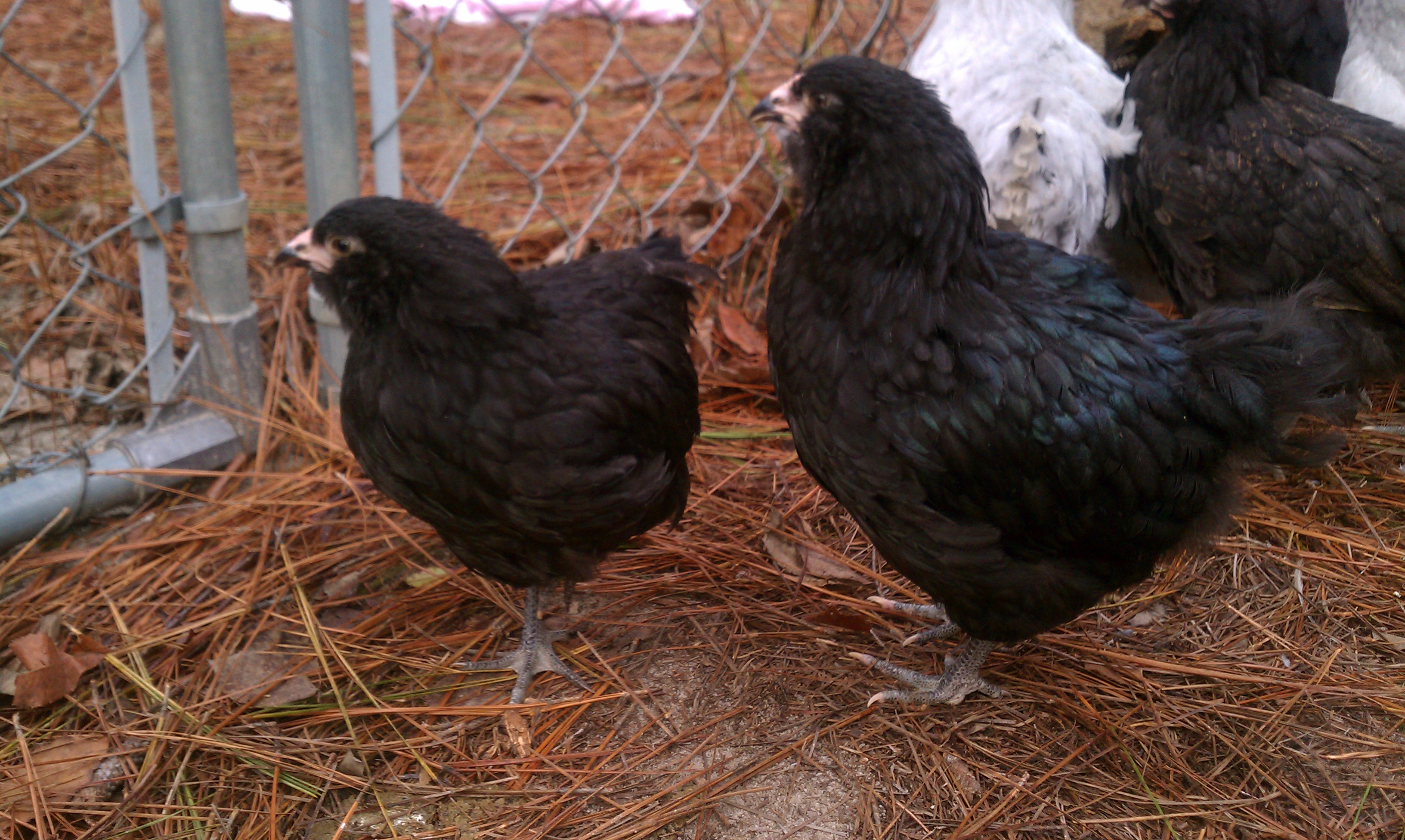 2 of My Ameraucanas:  "Mercy" on the right (hen) "Rockhopper" on the left (roo)