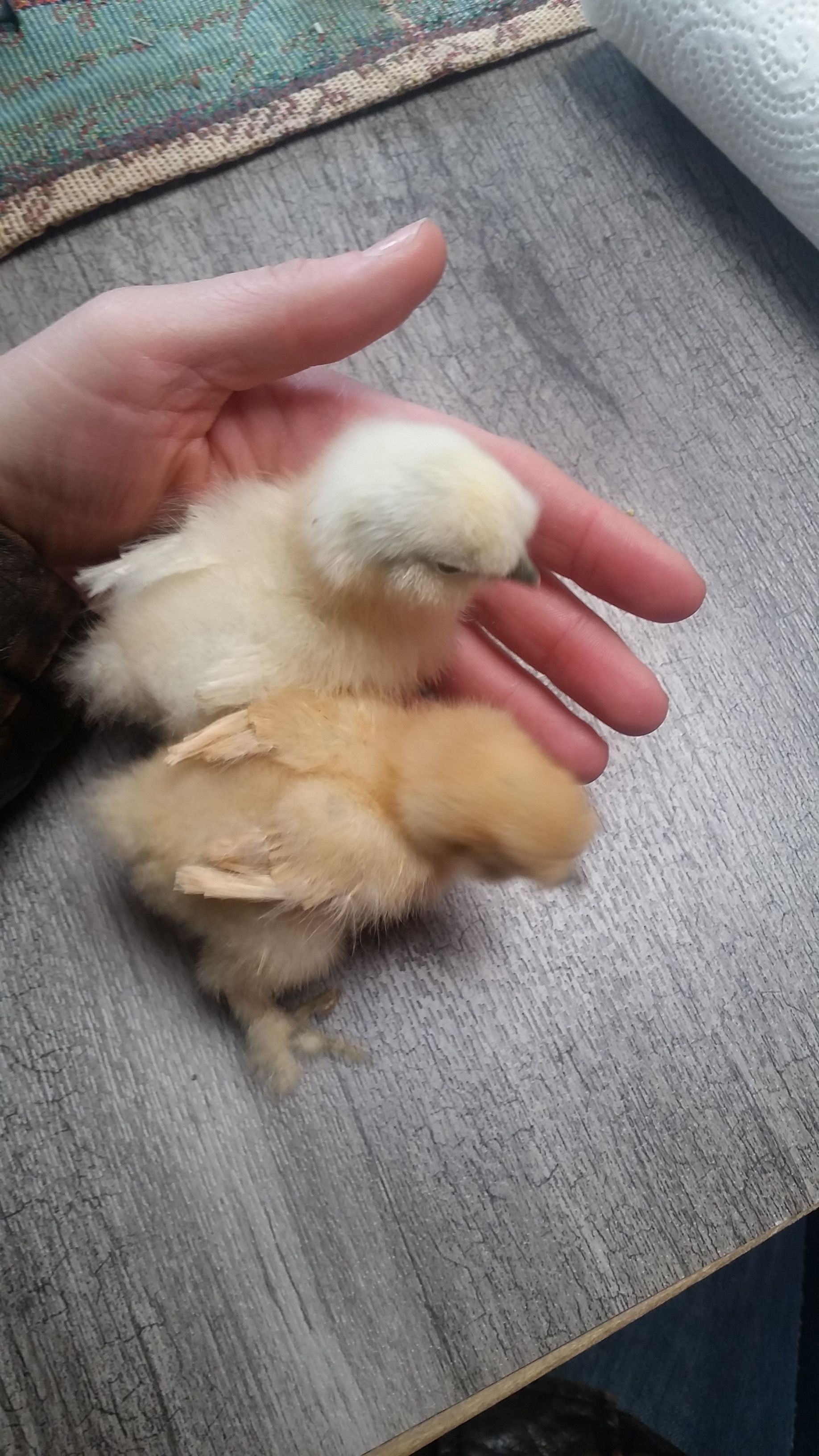 2 of my babies. April and May