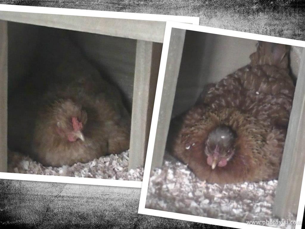 *
2 of my crossbred chooks are sitting on d'uucle eggs I bought. 
The hen on the right (who I call "the brown boofheaded bantam") was broody in October 2012 and started brooding again in January 2013.
