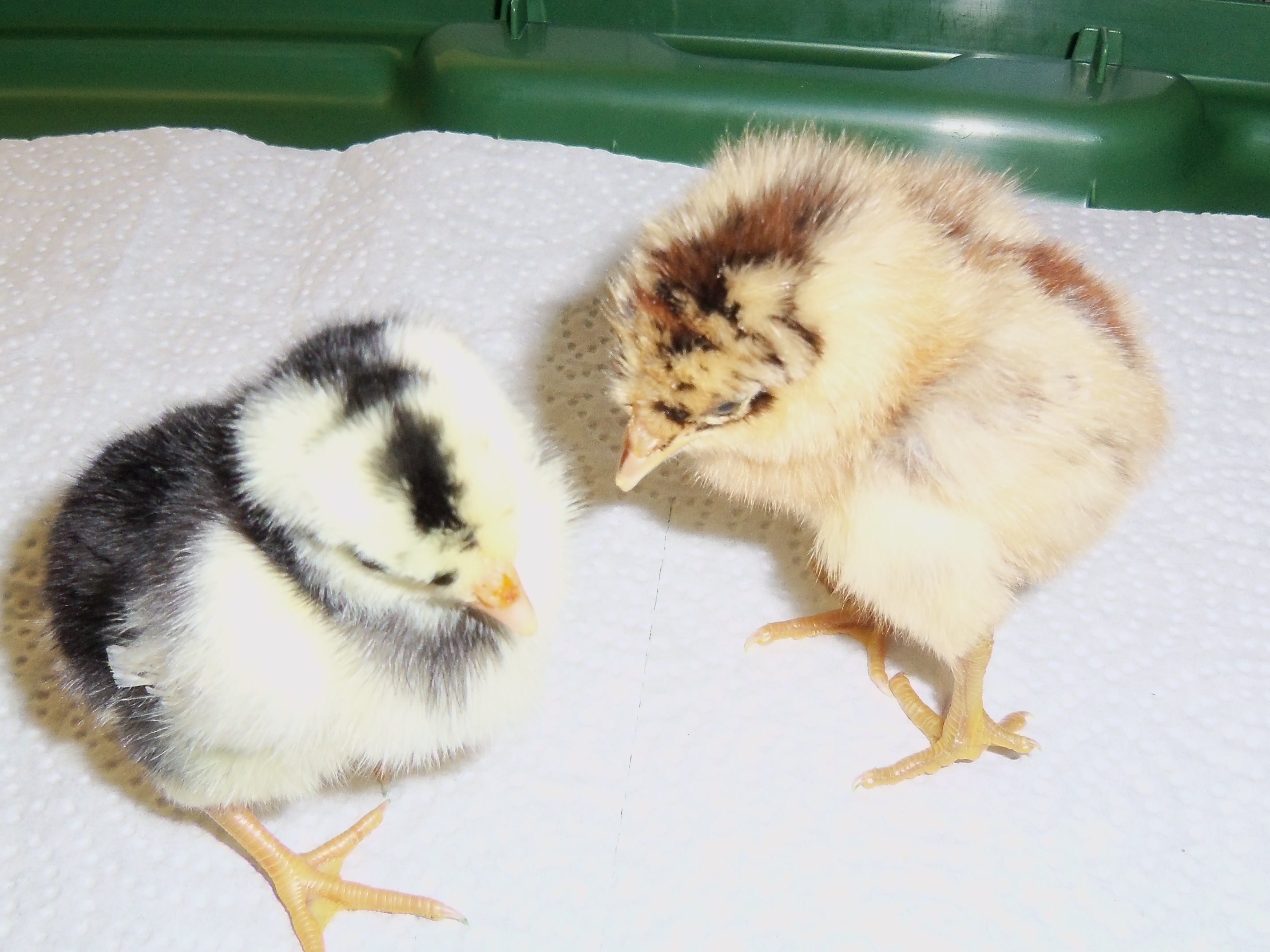 2 of my  new chickies May 24, 2012