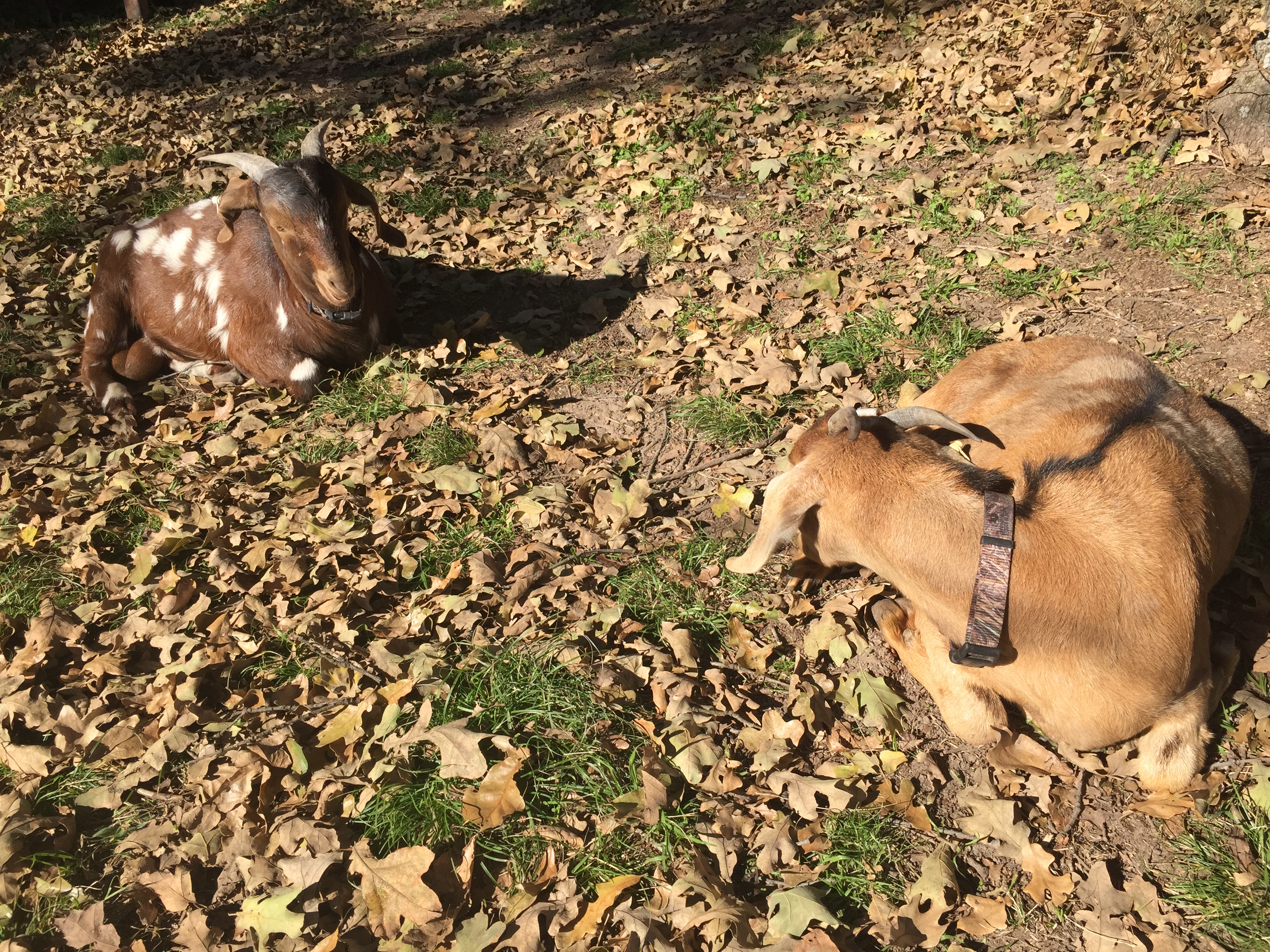 2 of our goats taking a break from eating.