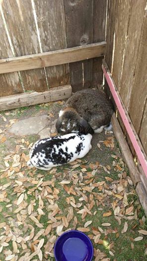 2 of the 4 rabbits