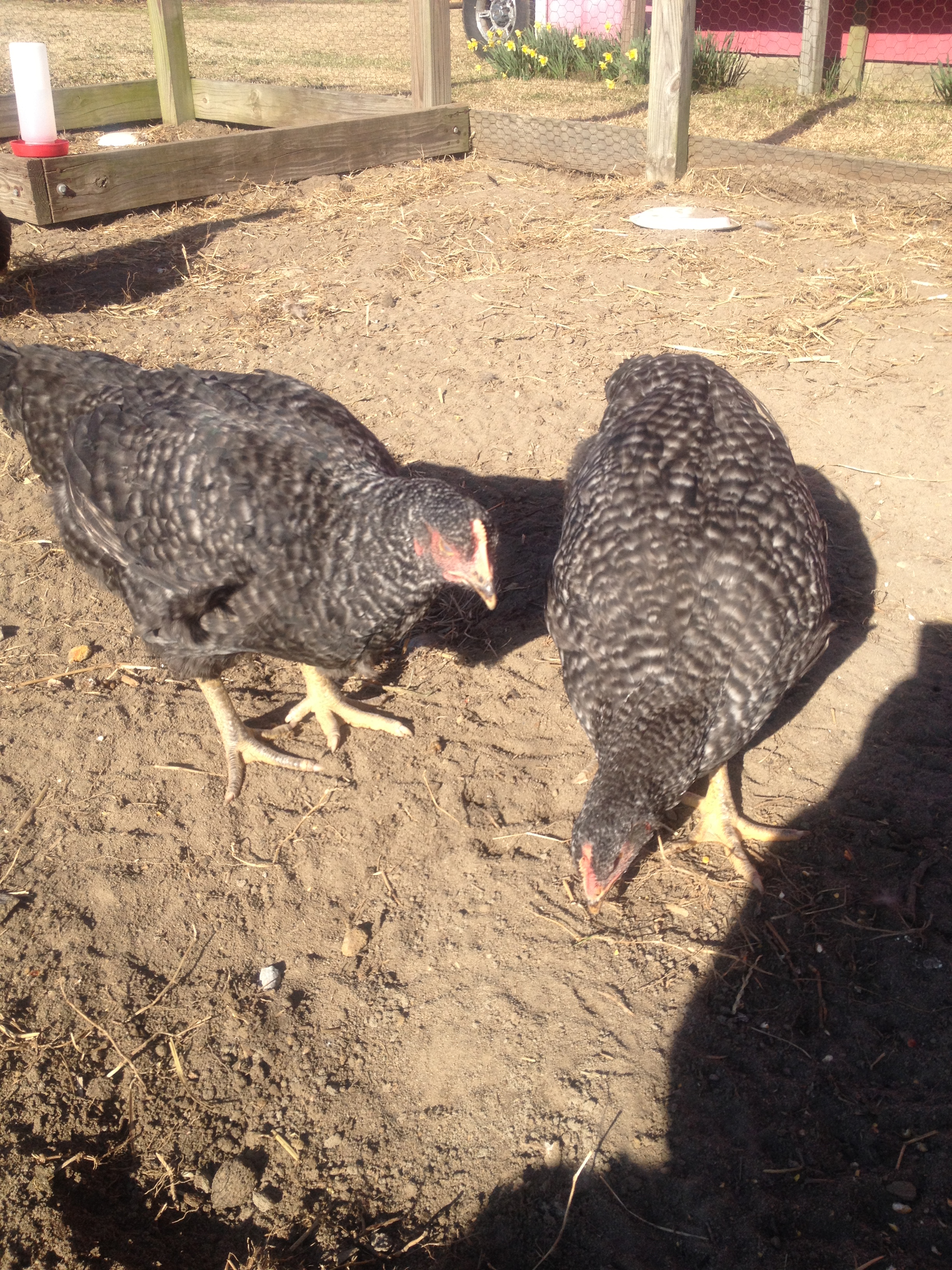 2 of the babies... Barred Rocks at 19 weeks